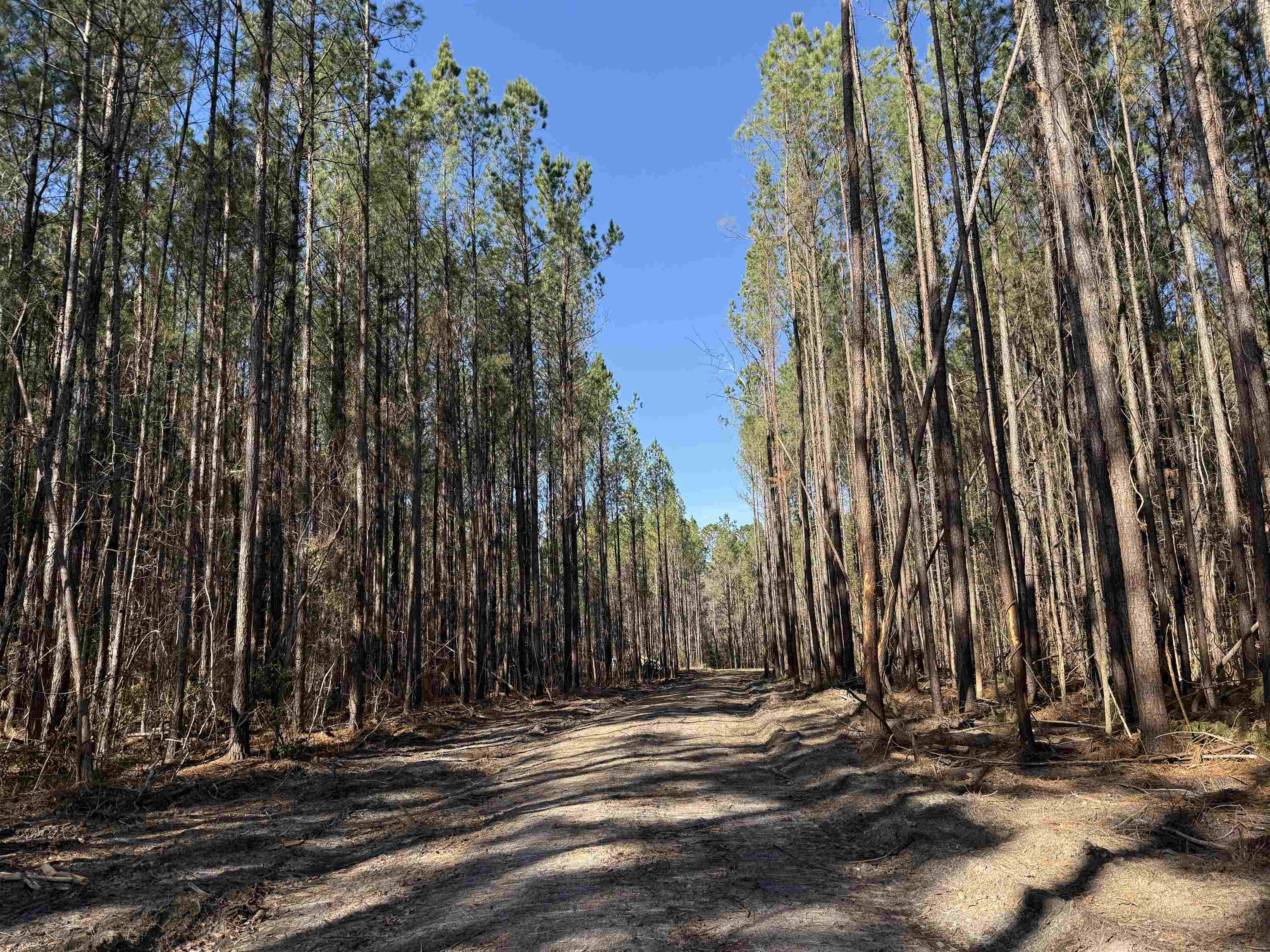 31.40 Acre Pennyroyal Rd. Georgetown, SC 29440