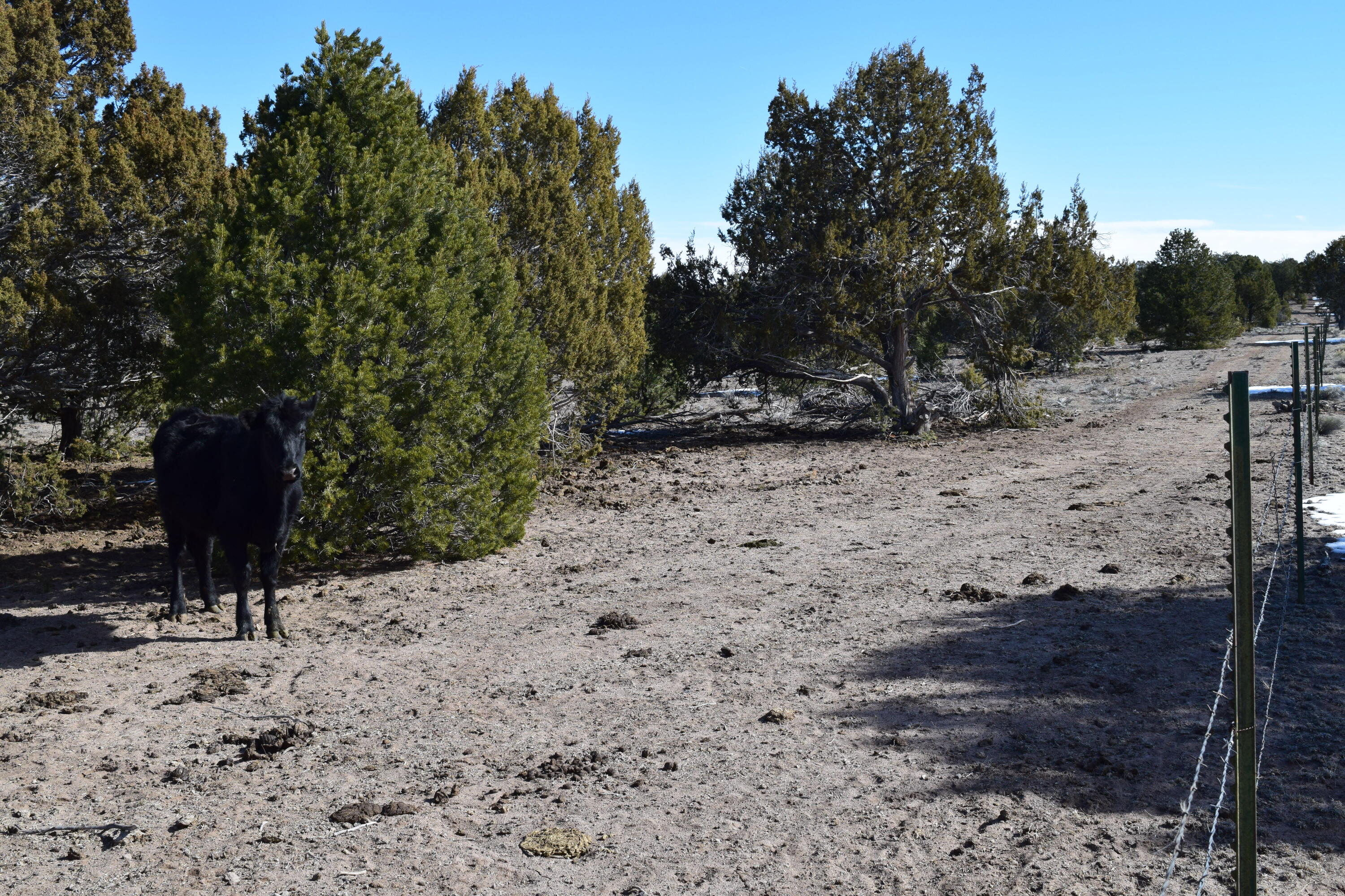 Homes for sale in Pie Town, NM | Lot 14 Elk Ridge, Pie Town, NM 87827 | MLS# 1097785