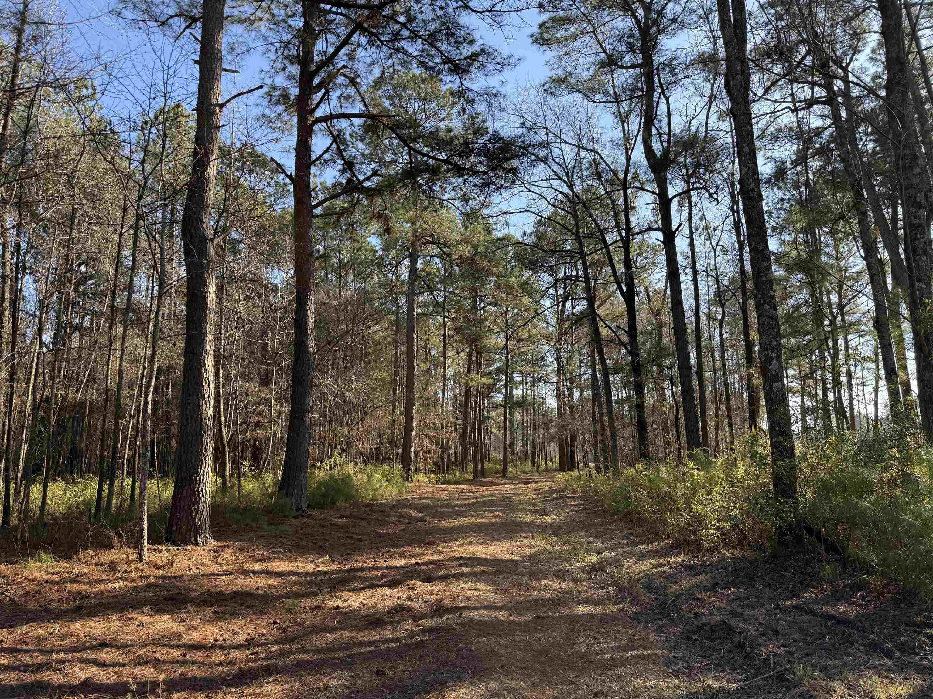 23.30 Acre Dainty Ave Kingstree, SC 29556