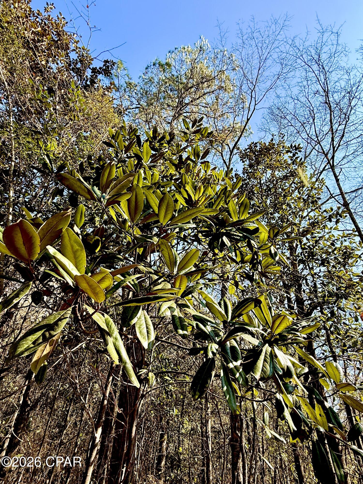 Listing photo id 3 for 0 Hwy 2a  