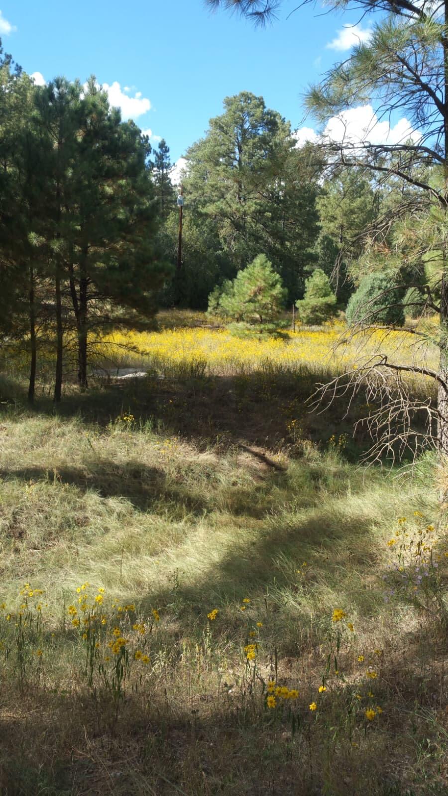 56 Carolino Canyon Road, Tijeras
