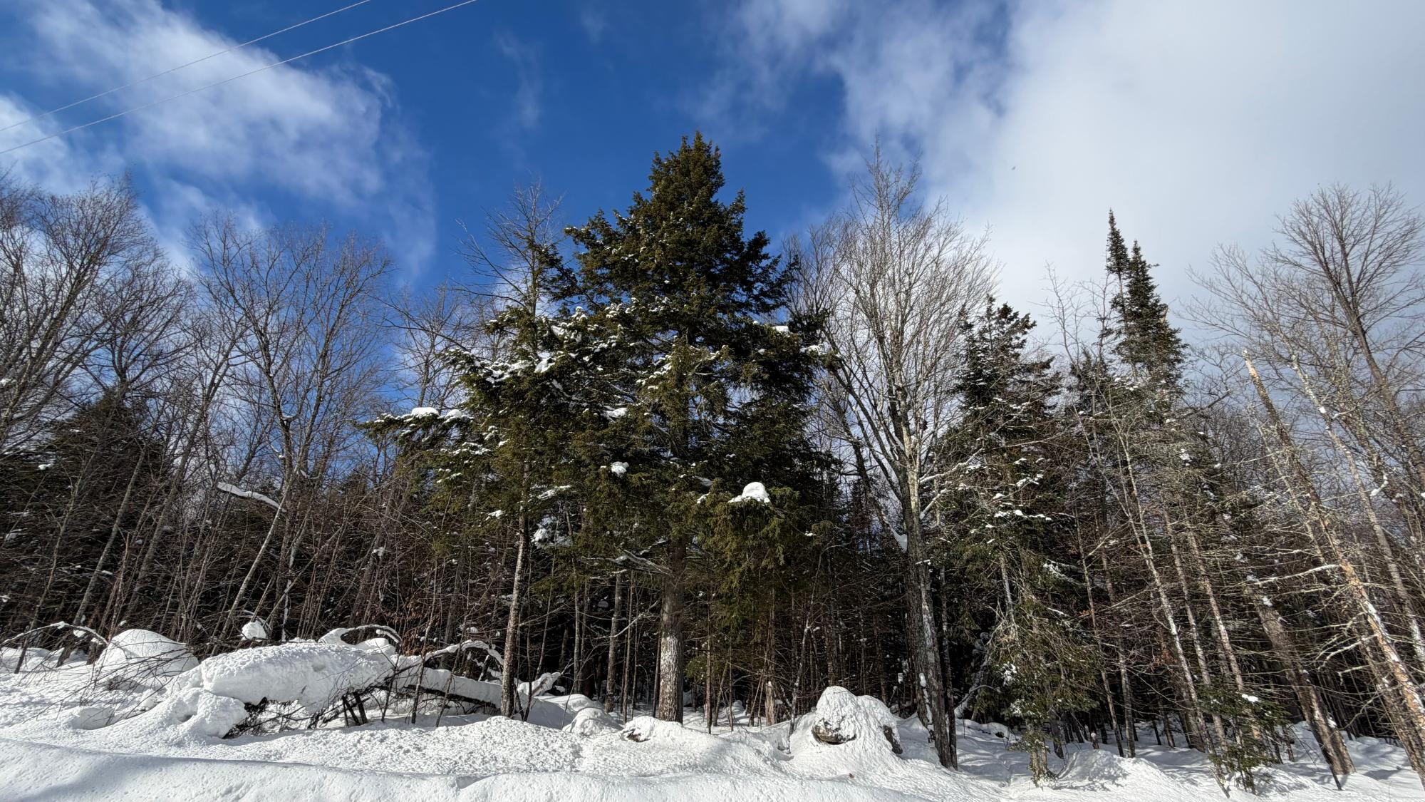 Turtle Flambeau Flowage Property 3933N Kimmear Rd Photo 47