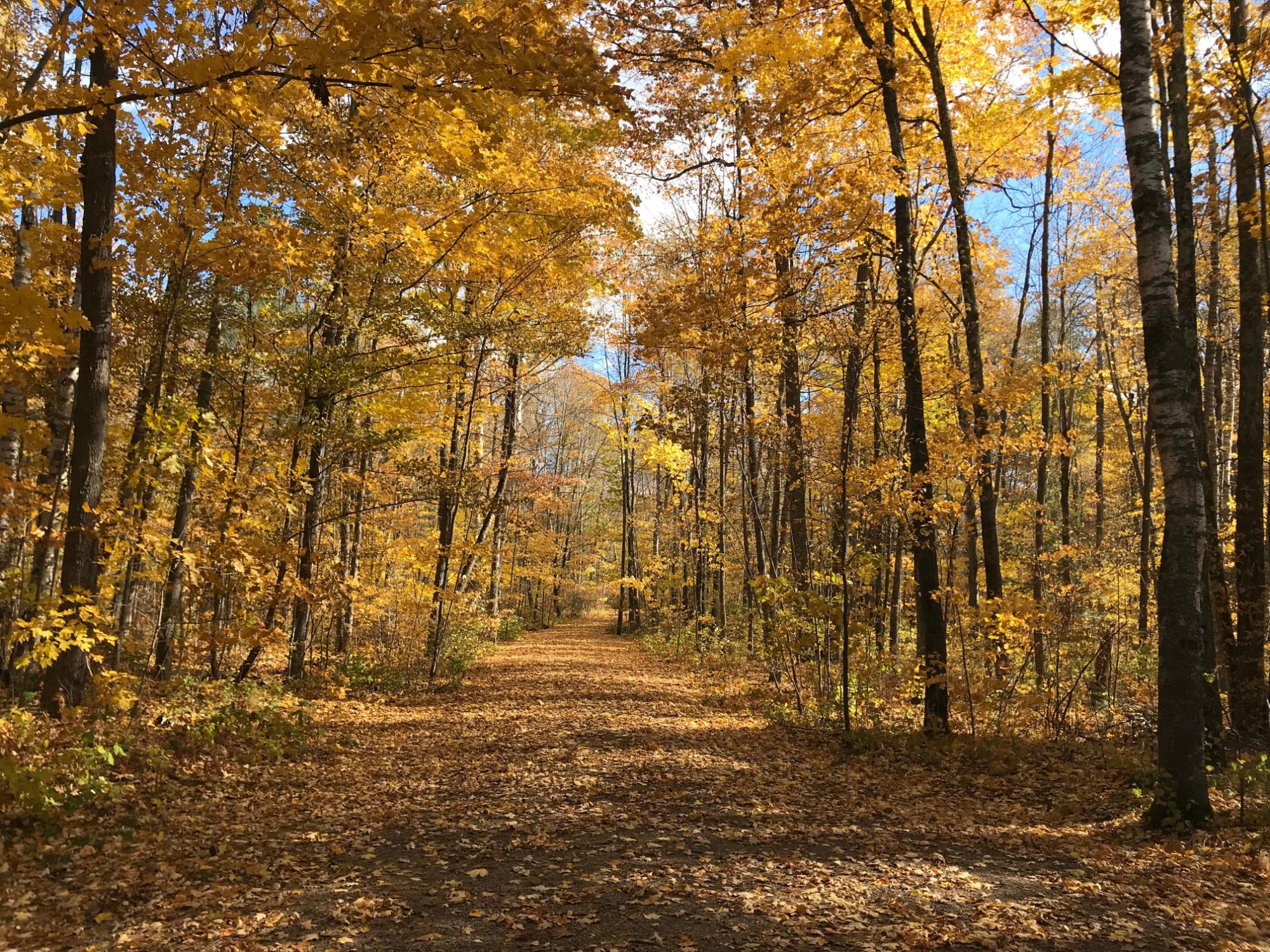Elsie Lake Property 12605 Elsie Lake Ln Photo 40