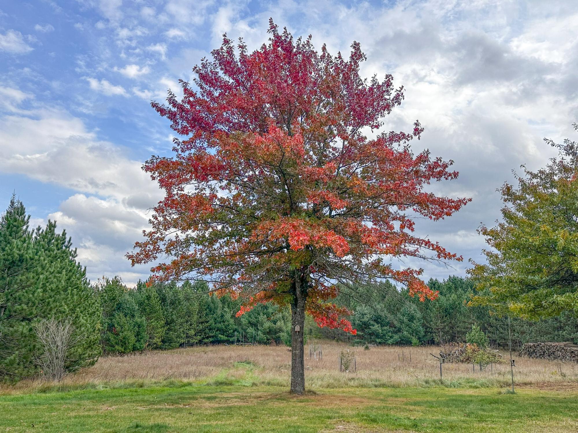 River Property Property N10498 Sailor Lake Rd Photo 64
