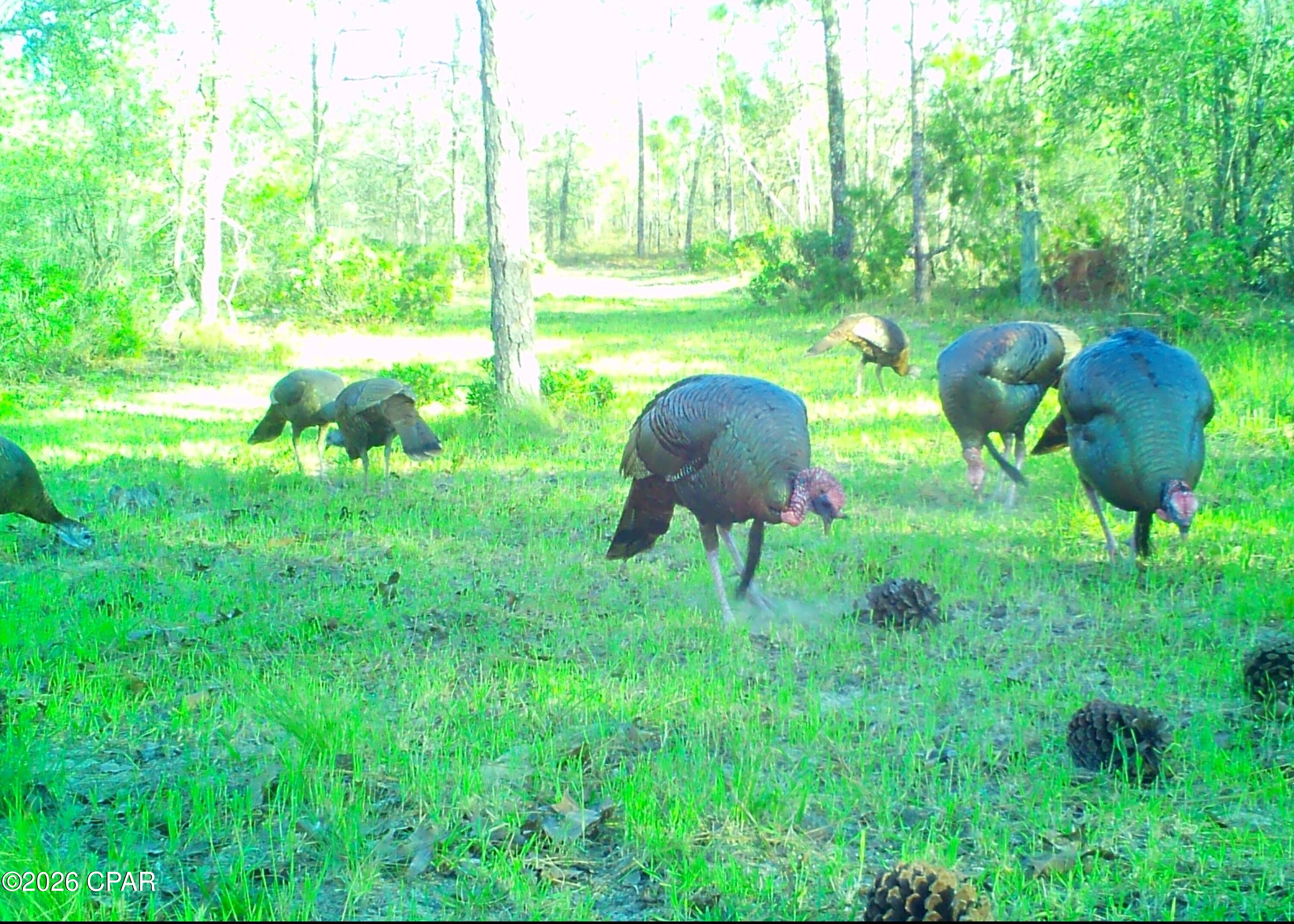 Listing photo id 8 for 00 Elkcam Boulevard