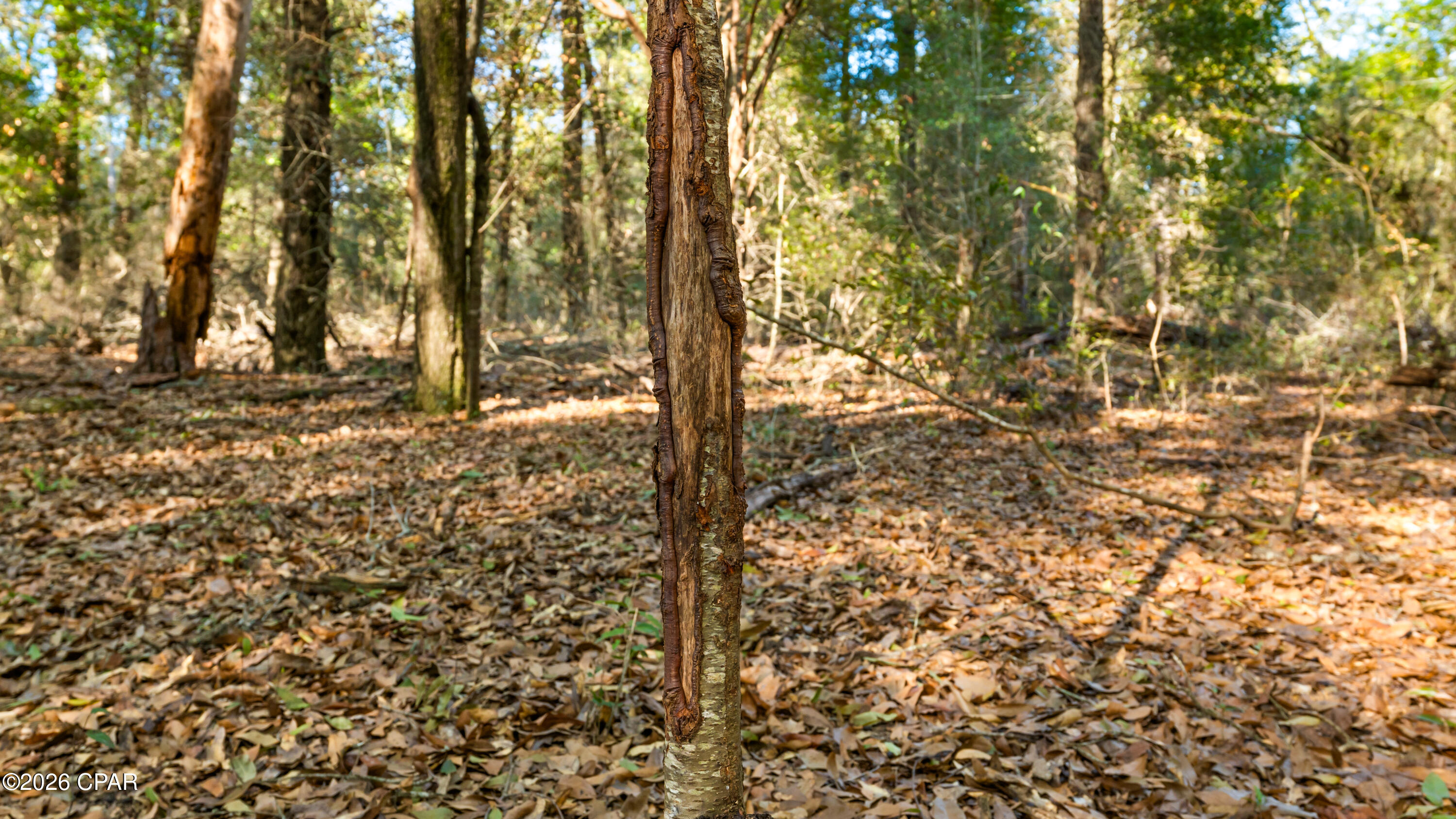 Image 58 For 00 Sylvania Plantation Road