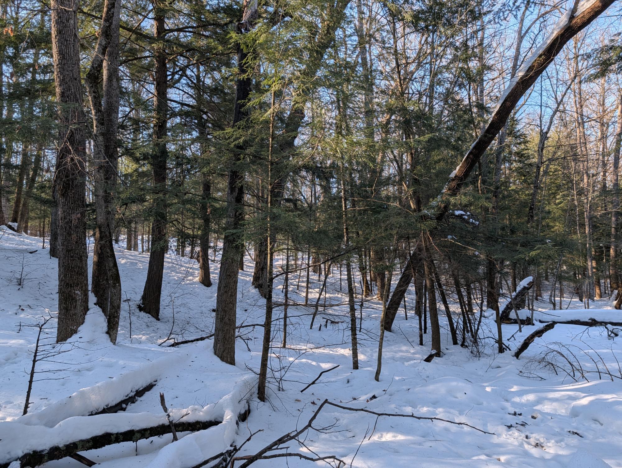 East Horsehead Lake Property LOT ON Jimmy Ln Photo 10