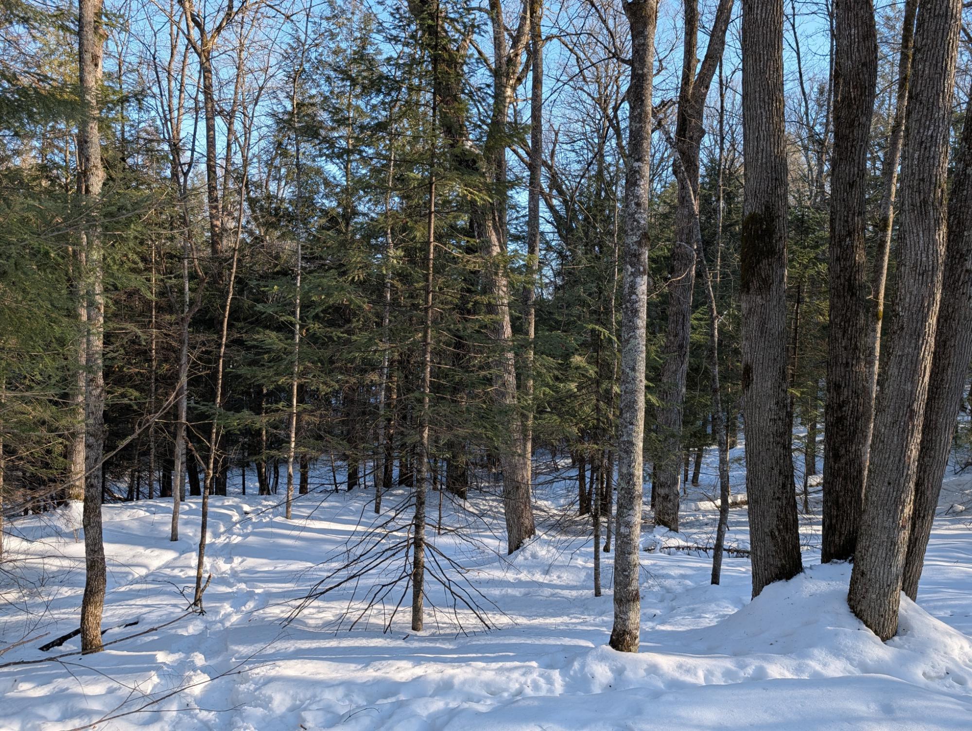 East Horsehead Lake Property LOT ON Jimmy Ln Photo 13