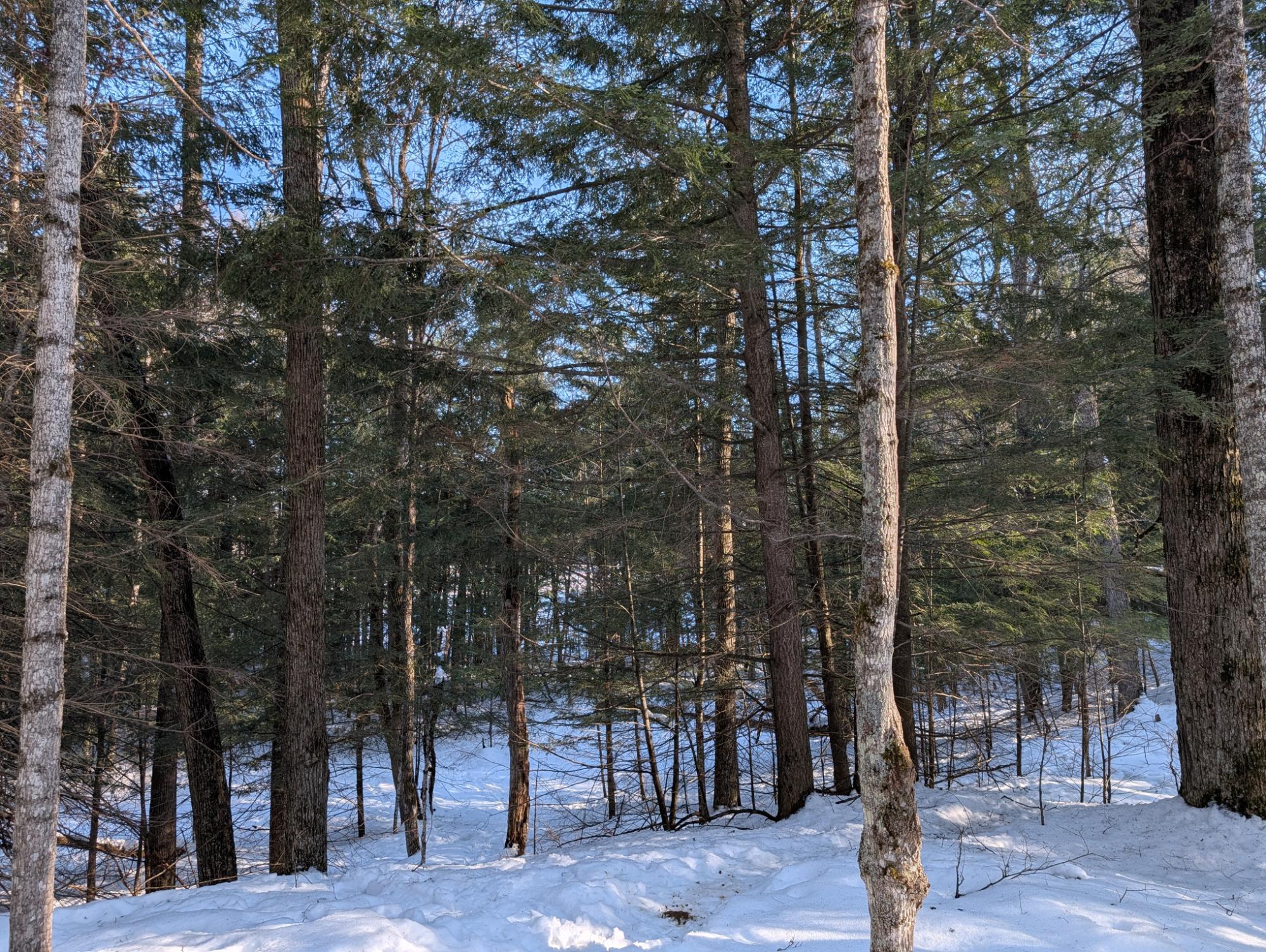 East Horsehead Lake Property LOT ON Jimmy Ln Photo 8