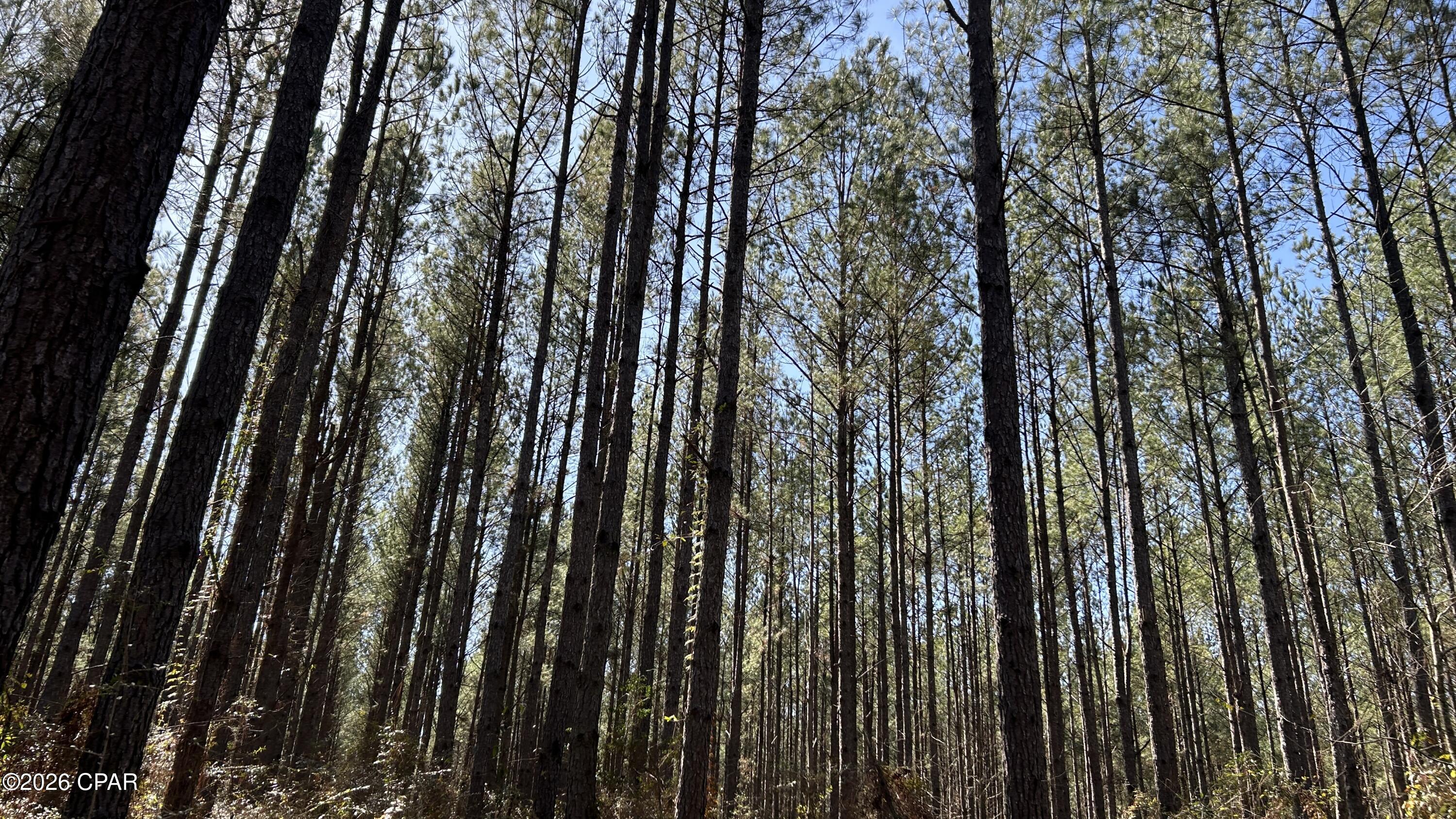 Image 13 For 0 0 Grimes Road Lot #1