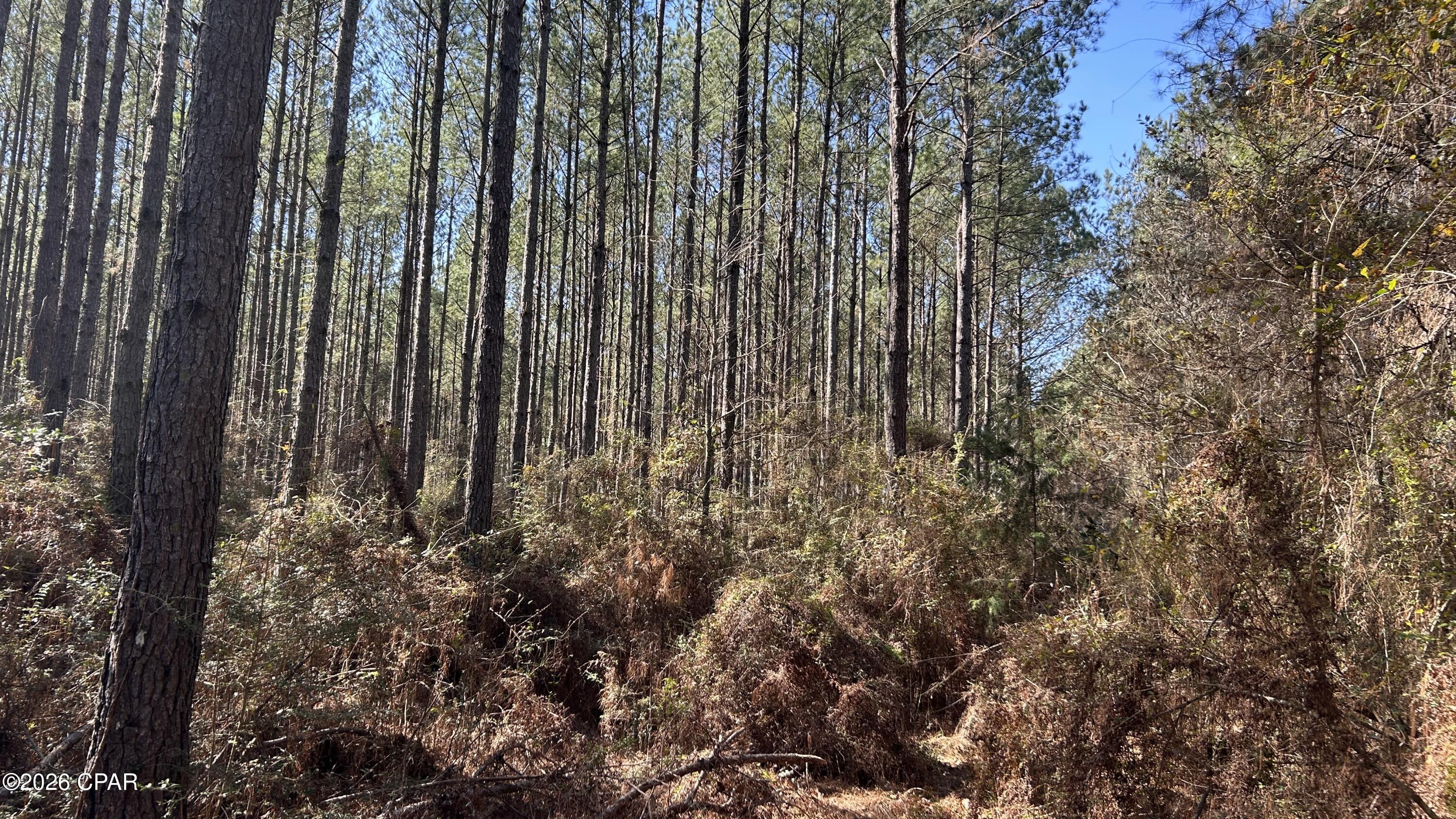 Image 15 For 0 0 Grimes Road Lot #1