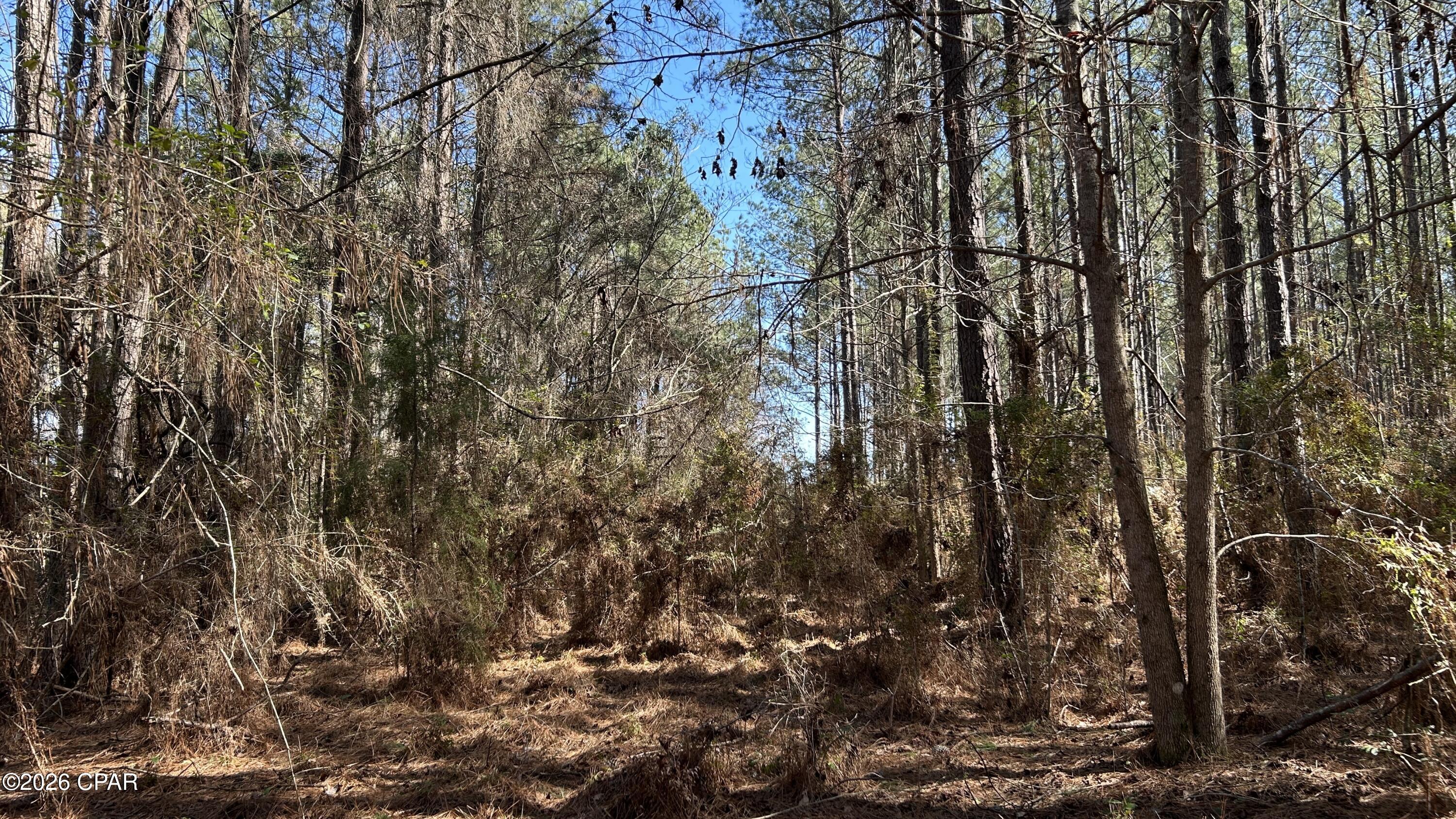 Image 17 For 0 0 Grimes Road Lot #1