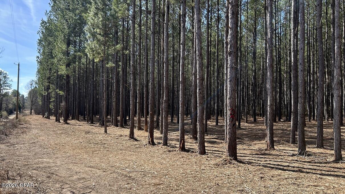 Image 4 For 0 0 Grimes Road Lot #1