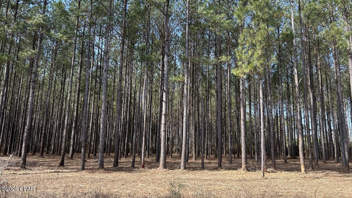 Image 5 For 0 0 Grimes Road Lot #1