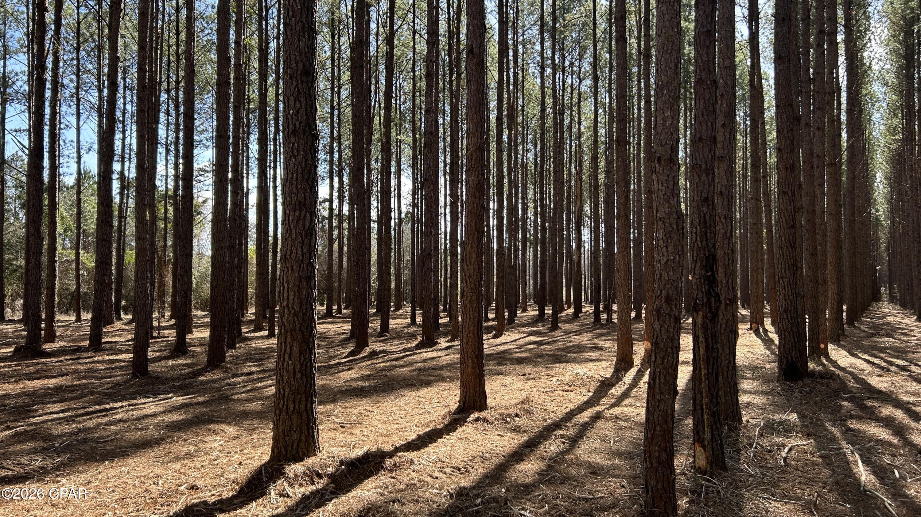 Image 7 For 0 0 Grimes Road Lot #1