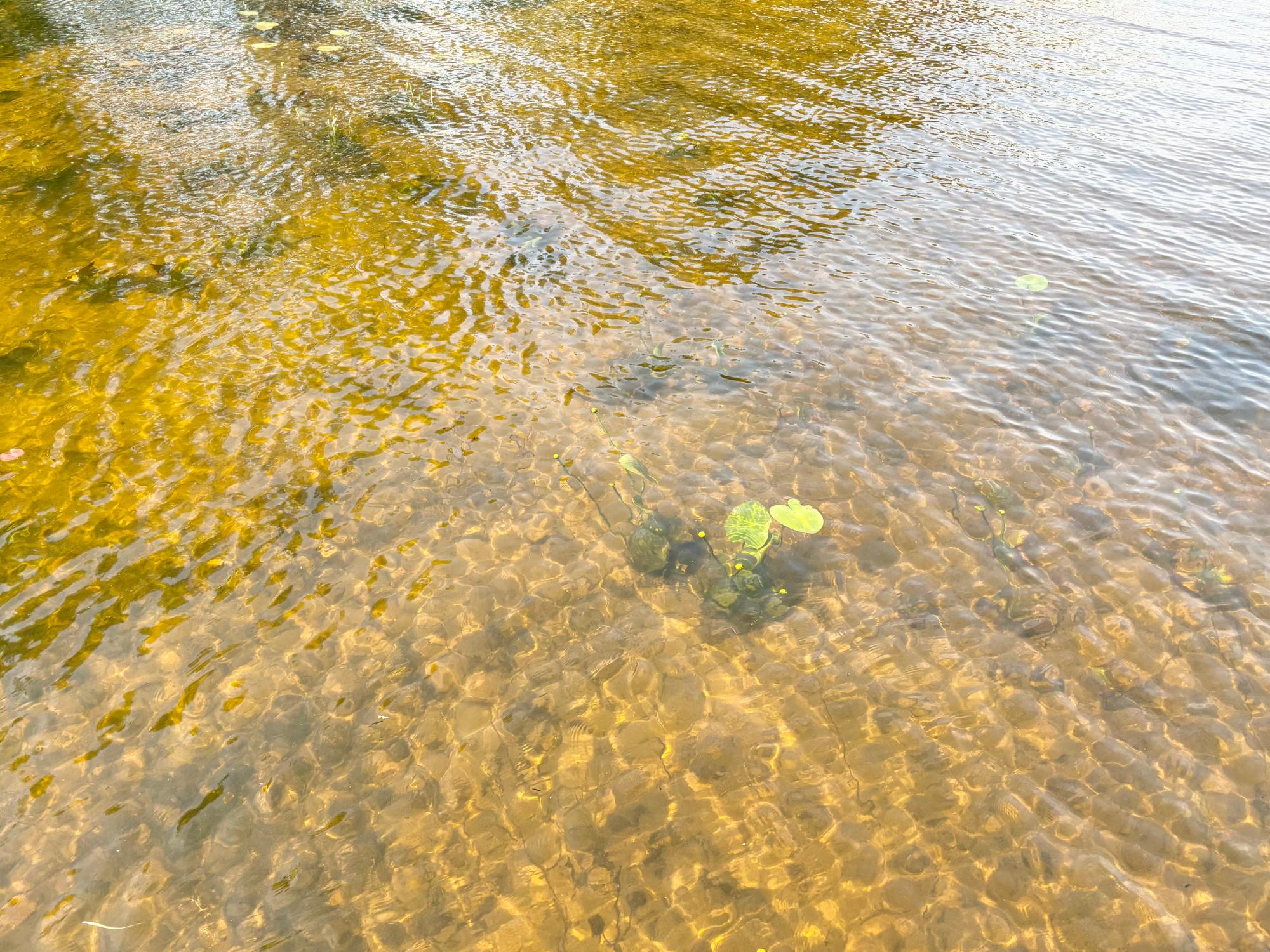 Pelican Lake Property 1134 Roberts Rd Photo 3