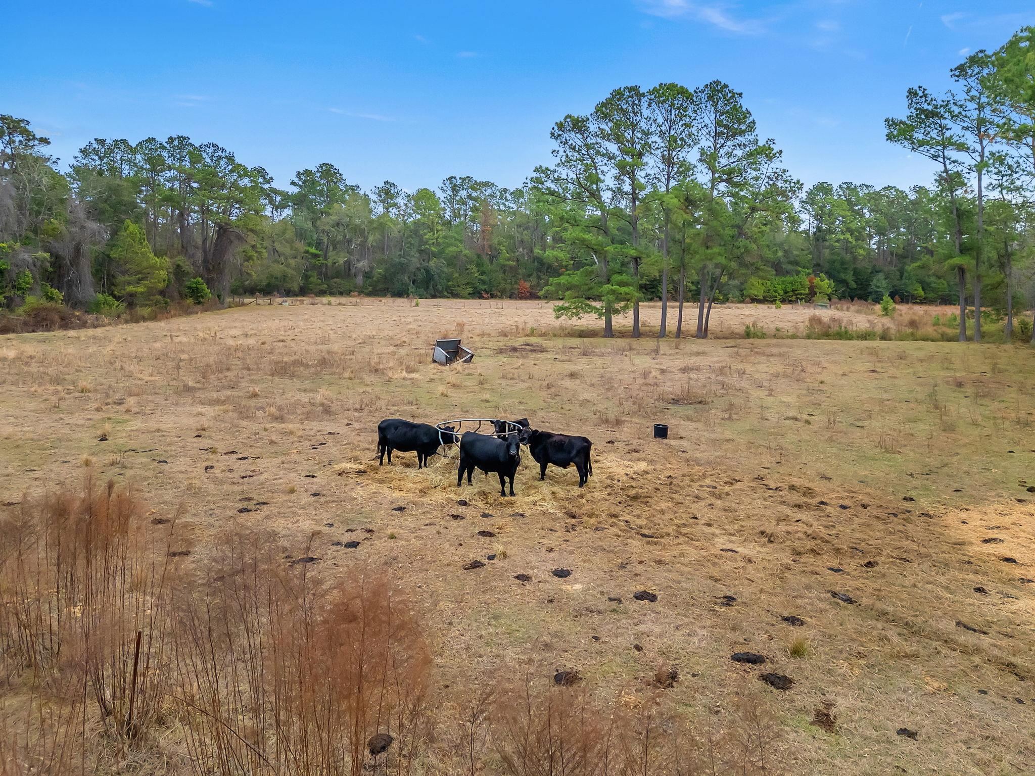 701 N BARBER Hill , Lamont, FL, 