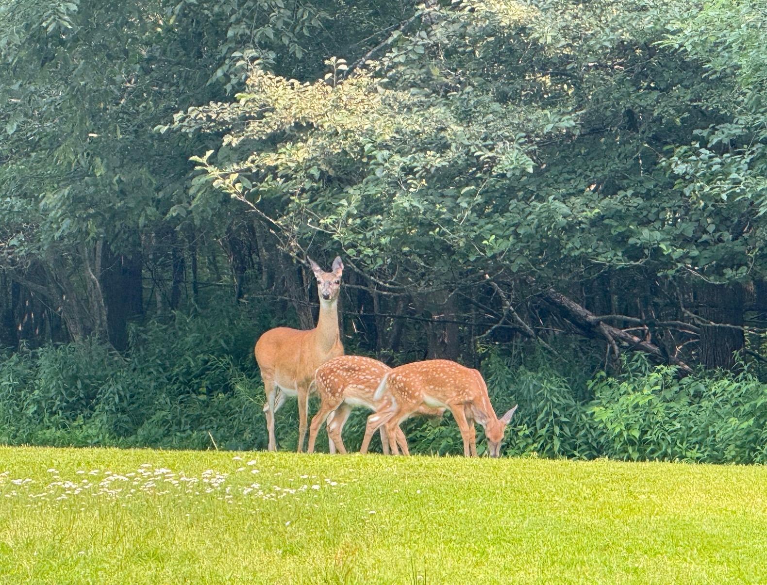 River Property Property N9076 Old Bridge Rd Photo 10