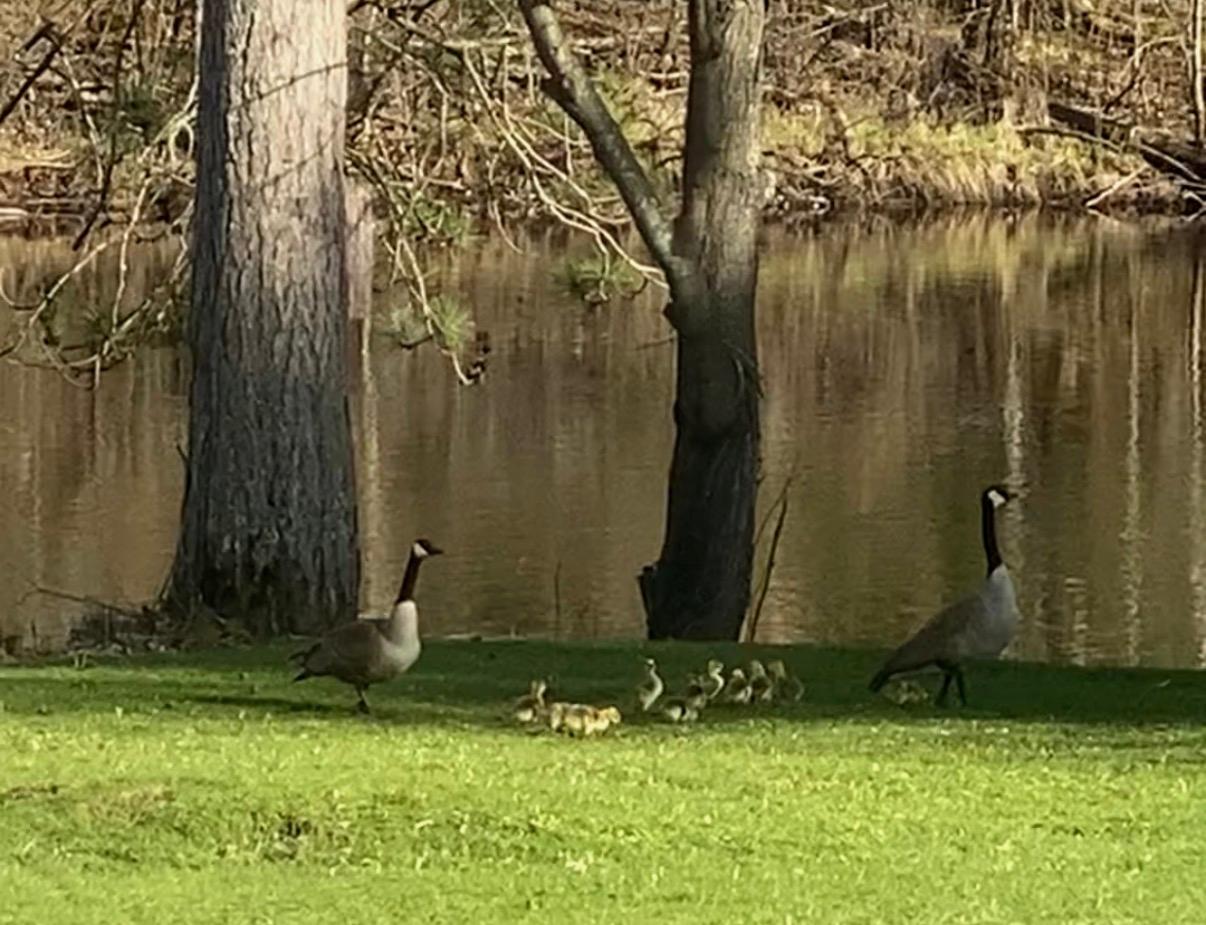River Property Property N9076 Old Bridge Rd Photo 79