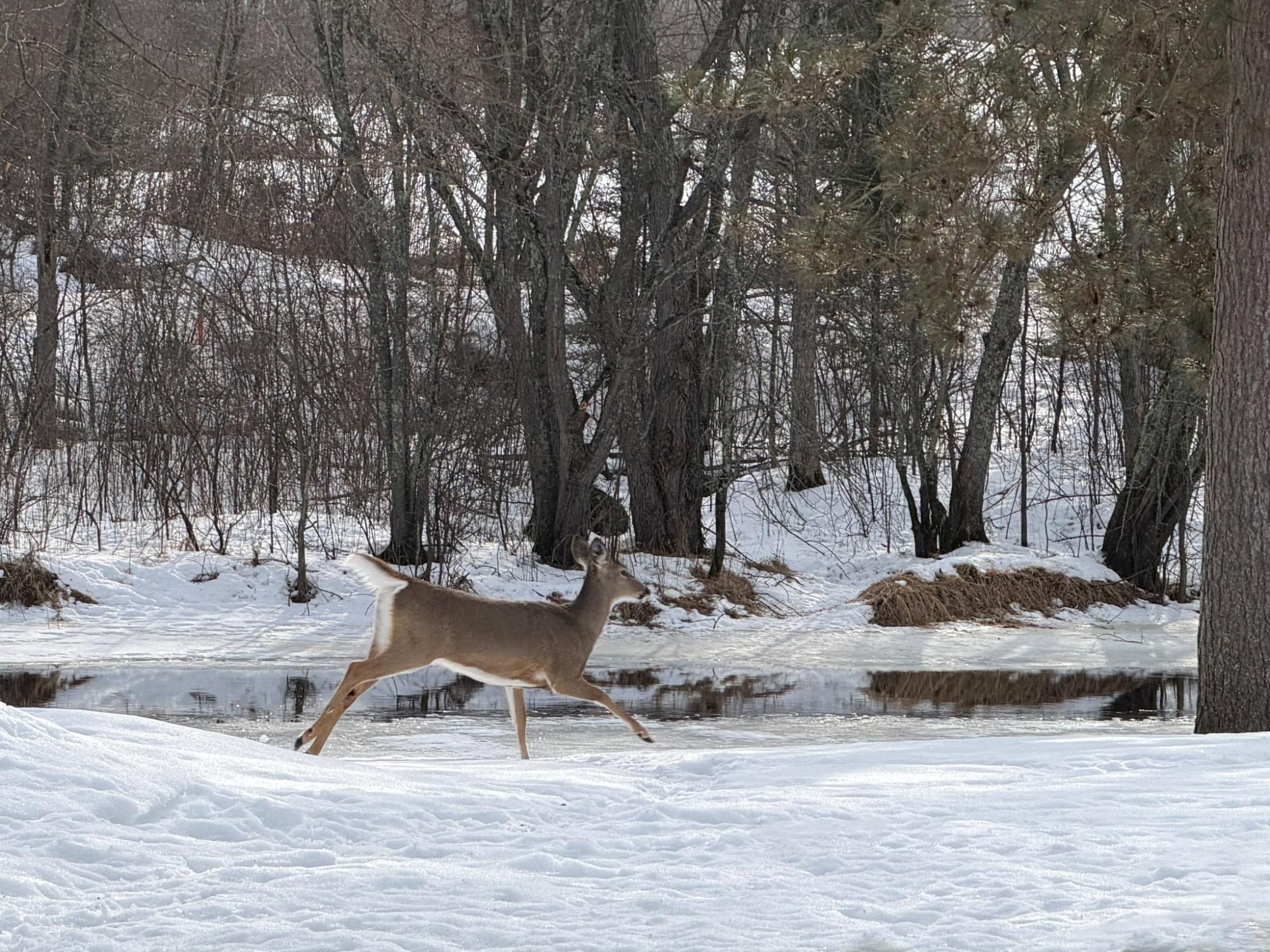 River Property Property N9076 Old Bridge Rd Photo 82