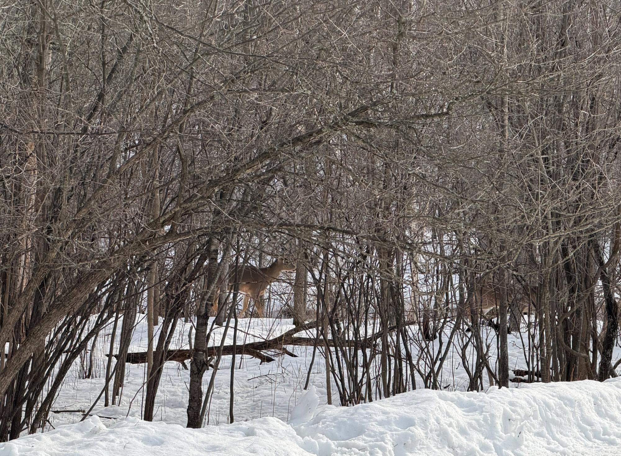 River Property Property N9076 Old Bridge Rd Photo 83