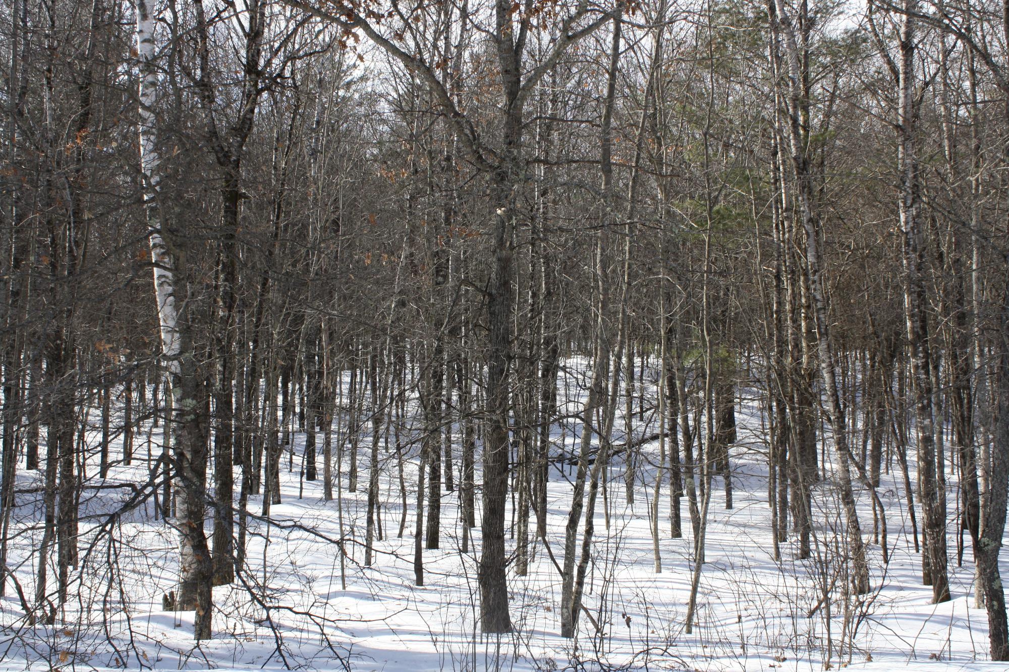 River Property Property ON West Rapids Rd Photo 11