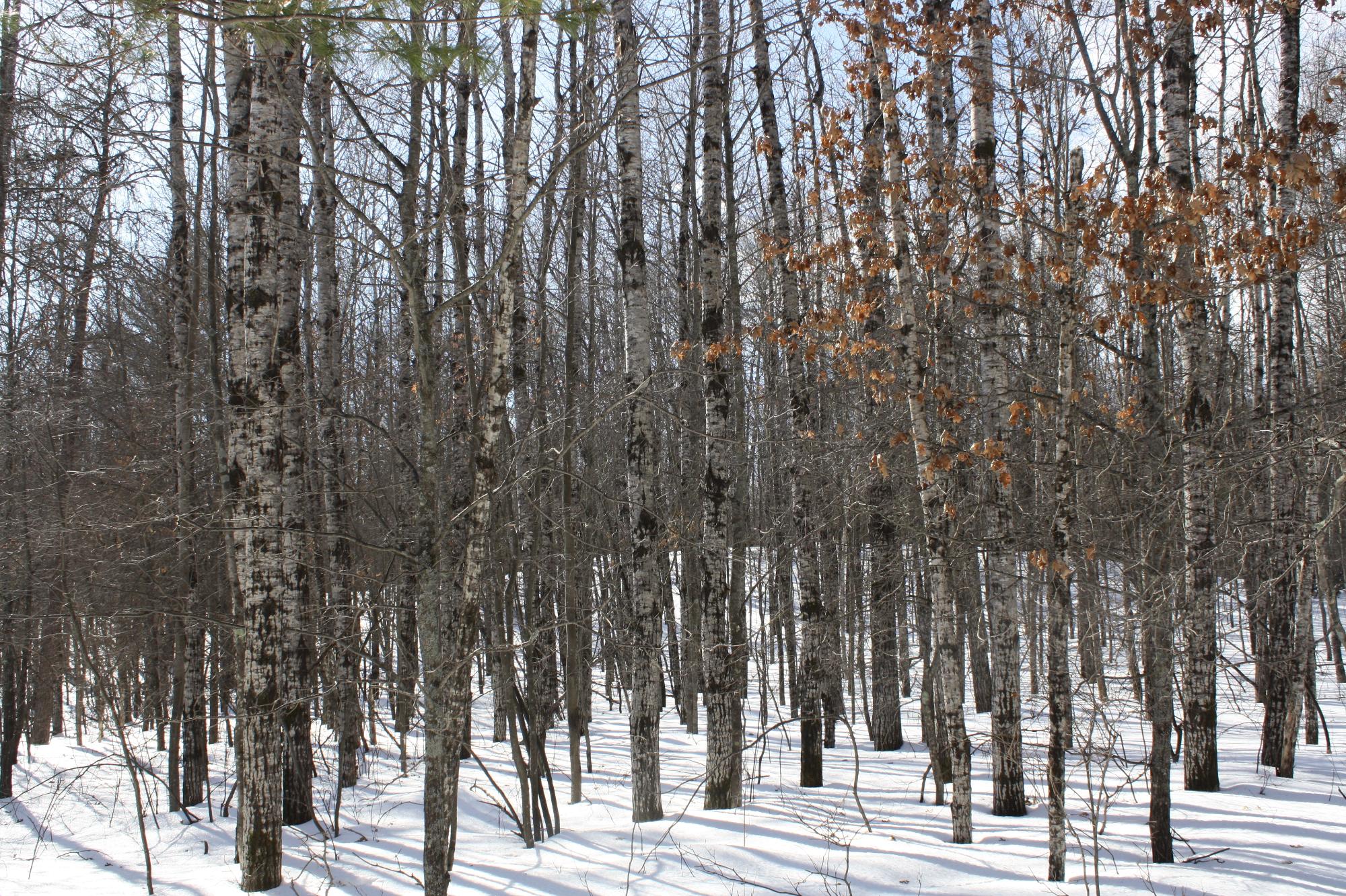 River Property Property ON West Rapids Rd Photo 12