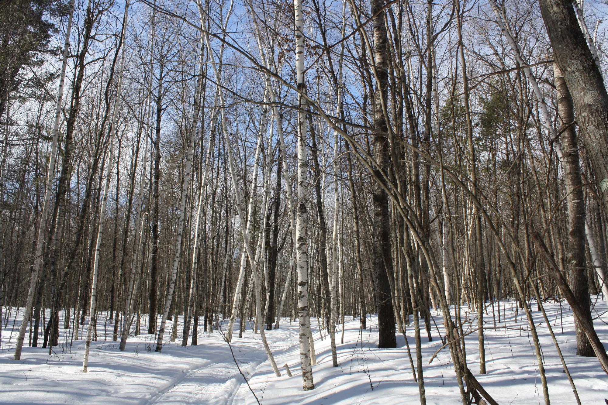 River Property Property ON West Rapids Rd Photo 13