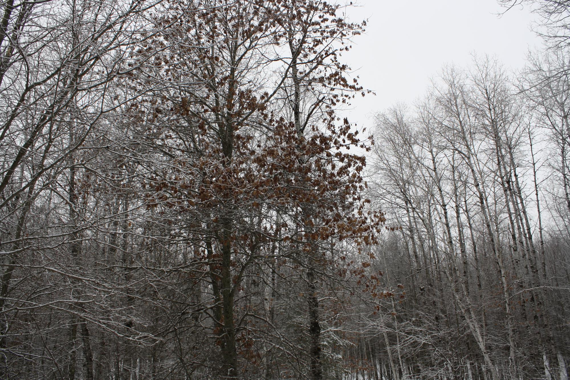 River Property Property ON West Rapids Rd Photo 16