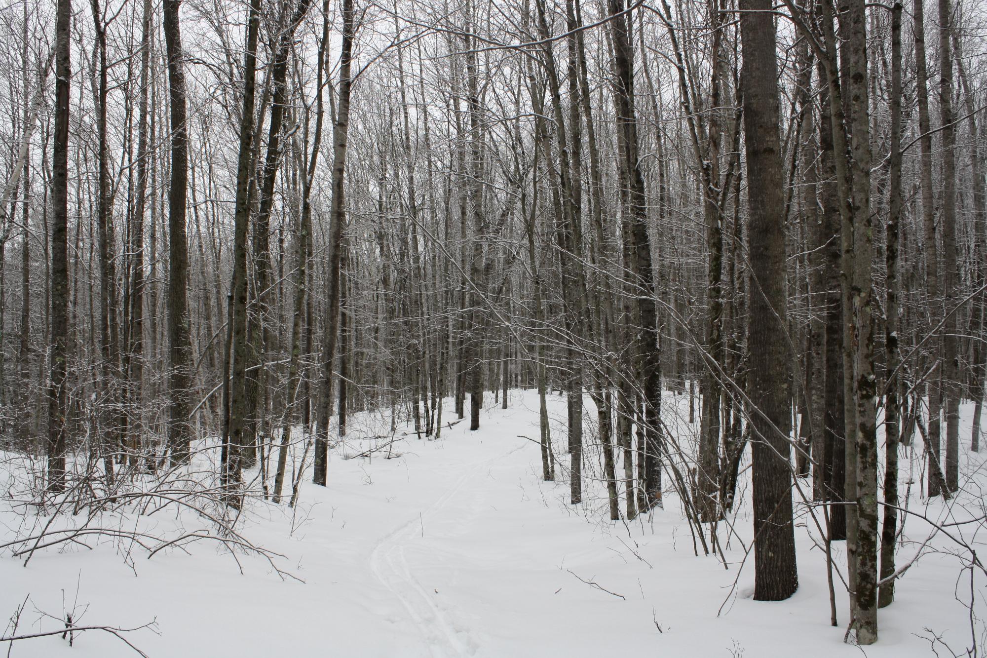 River Property Property ON West Rapids Rd Photo 19