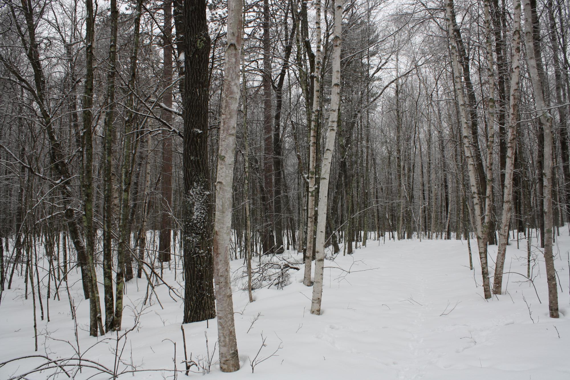 River Property Property ON West Rapids Rd Photo 23