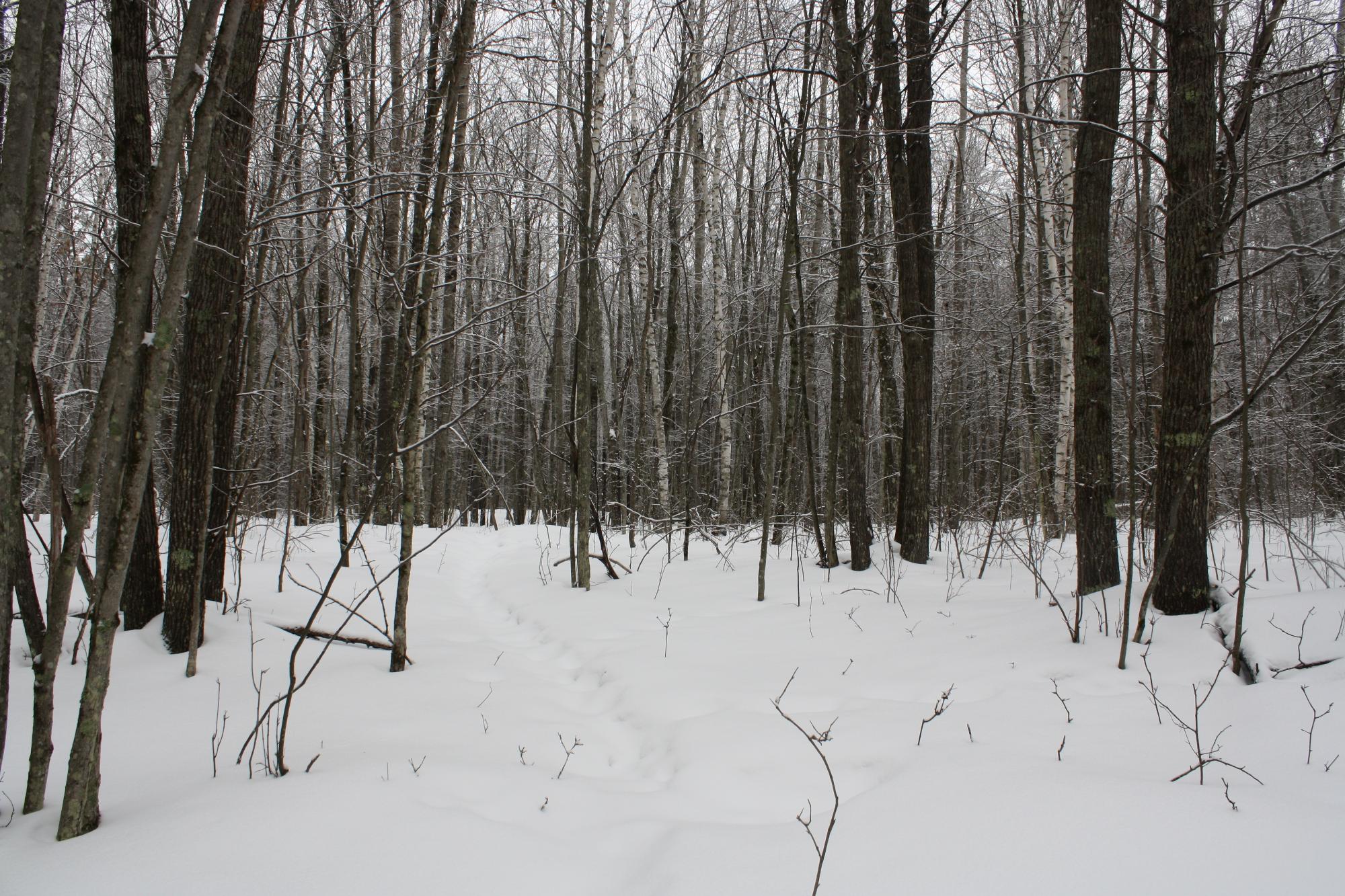 River Property Property ON West Rapids Rd Photo 29