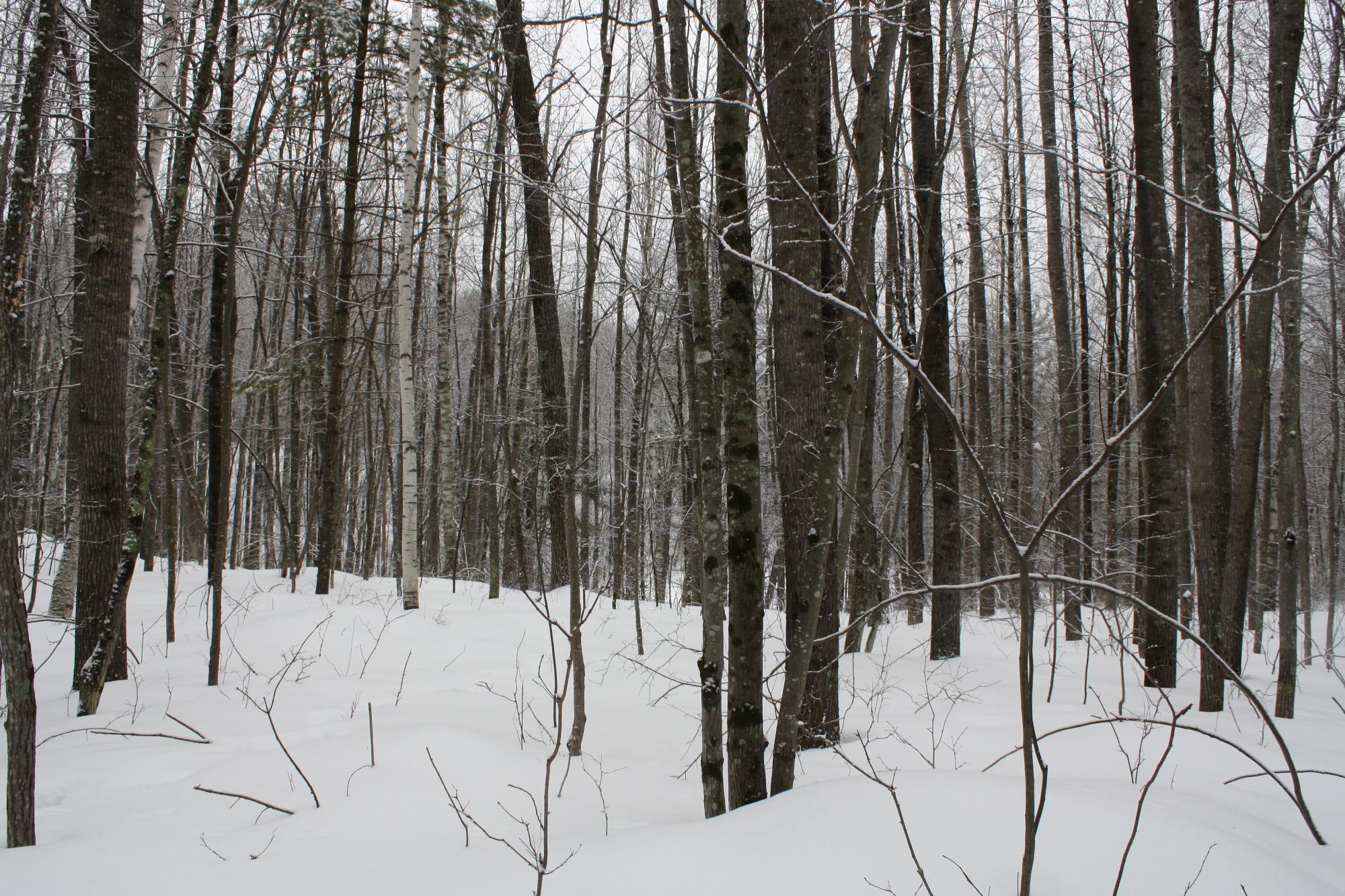 River Property Property ON West Rapids Rd Photo 31