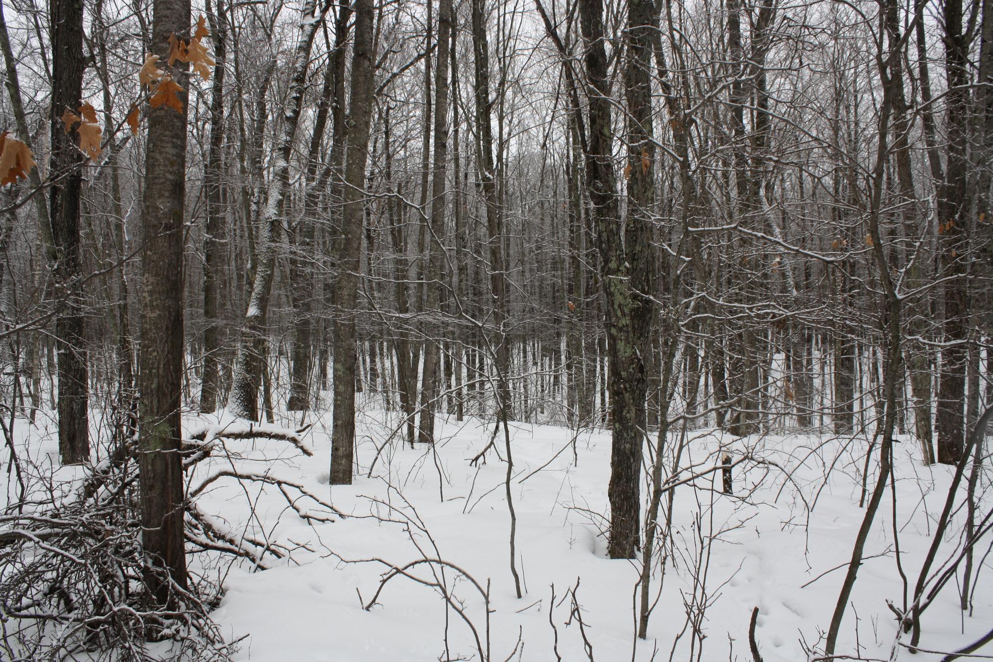River Property Property ON West Rapids Rd Photo 32