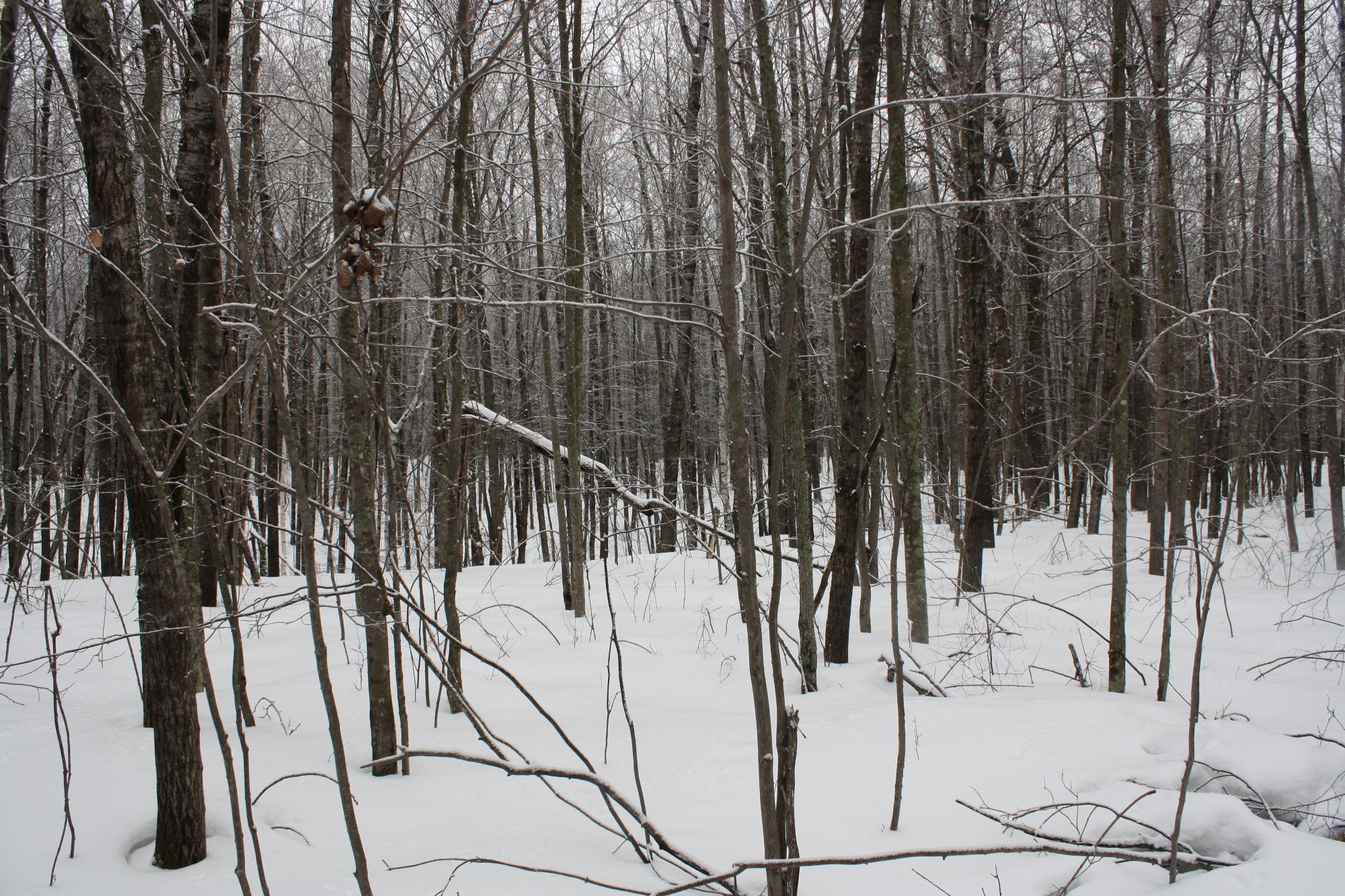 River Property Property ON West Rapids Rd Photo 33