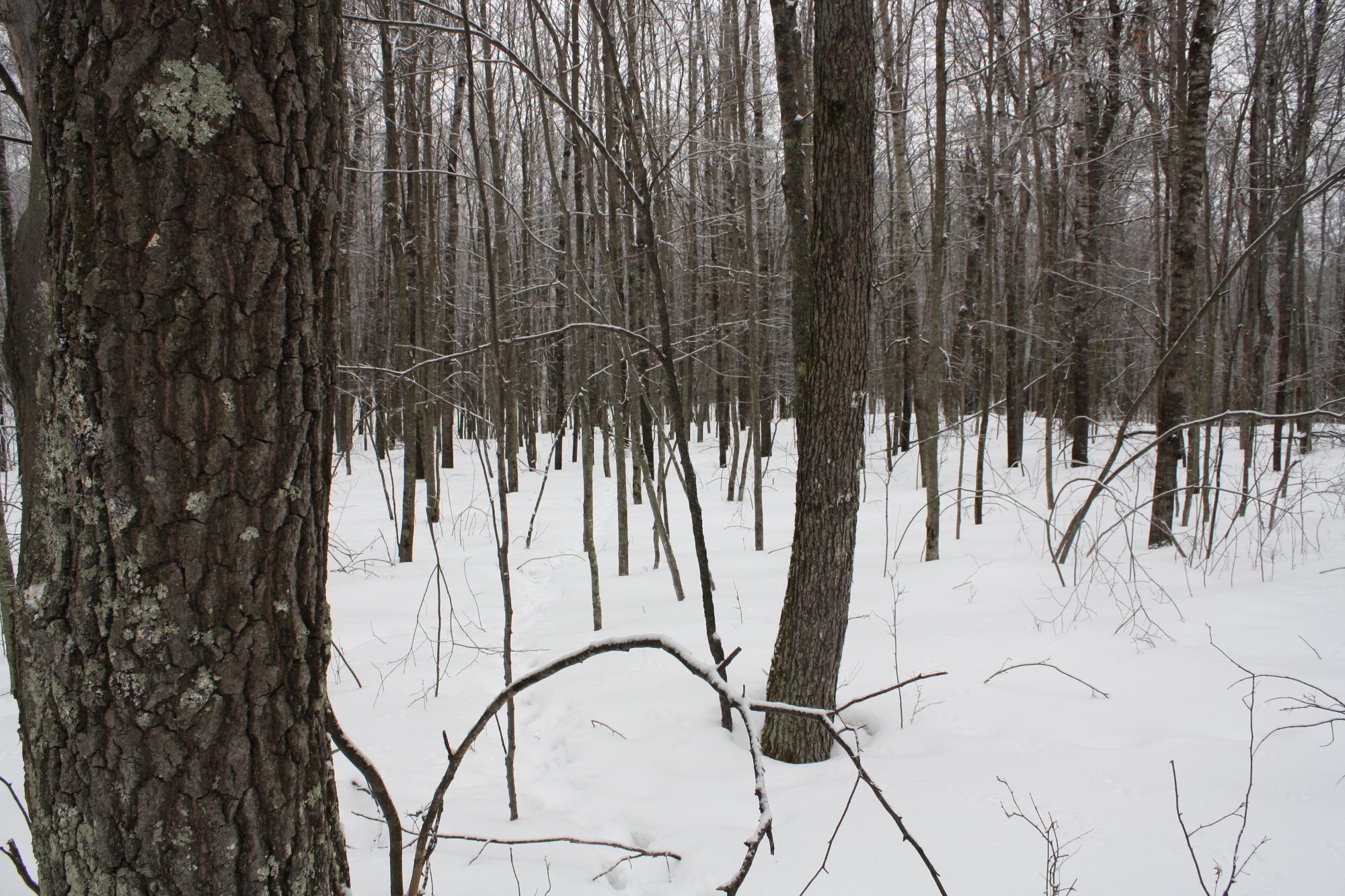 River Property Property ON West Rapids Rd Photo 34