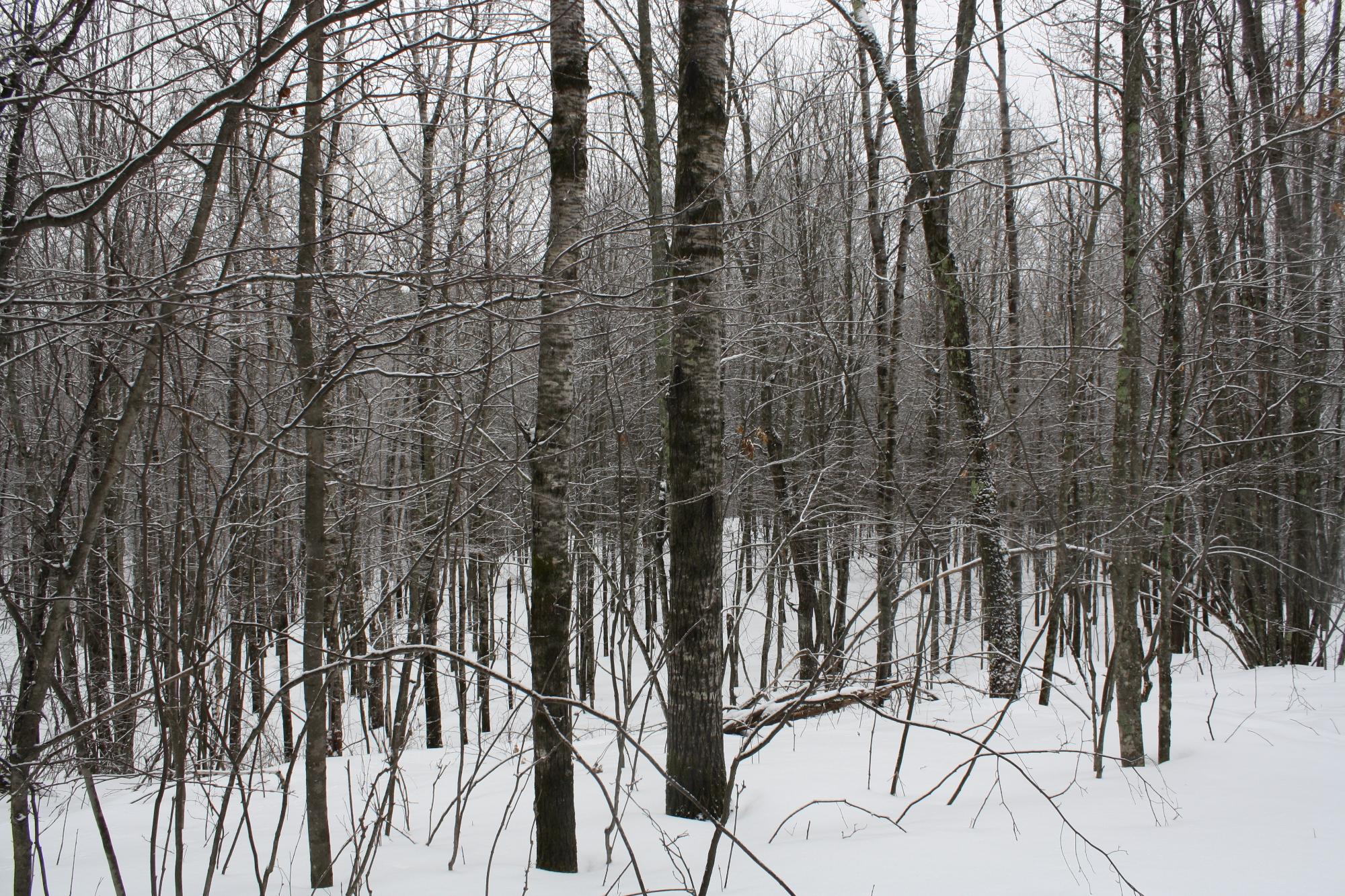 River Property Property ON West Rapids Rd Photo 35