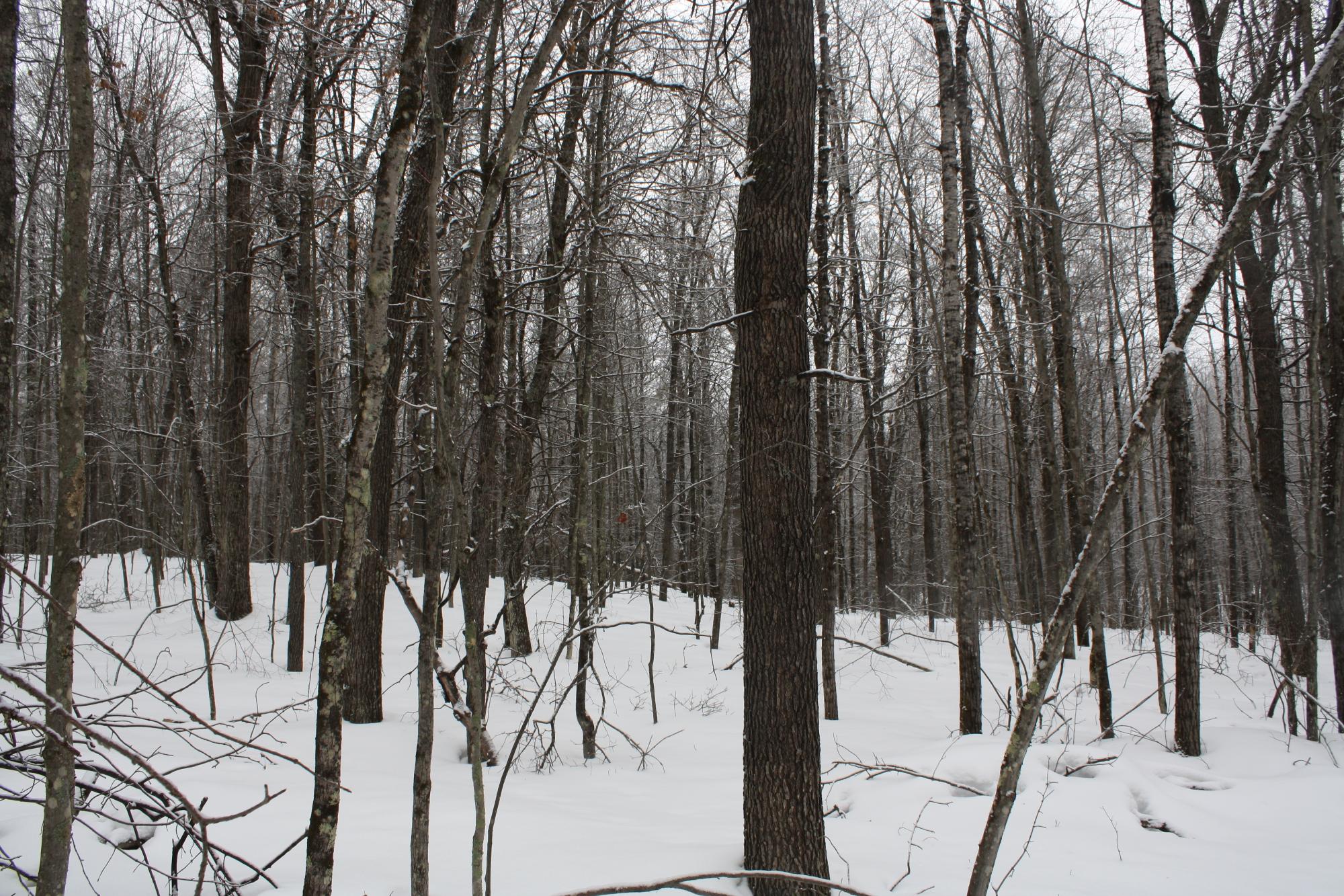 River Property Property ON West Rapids Rd Photo 37