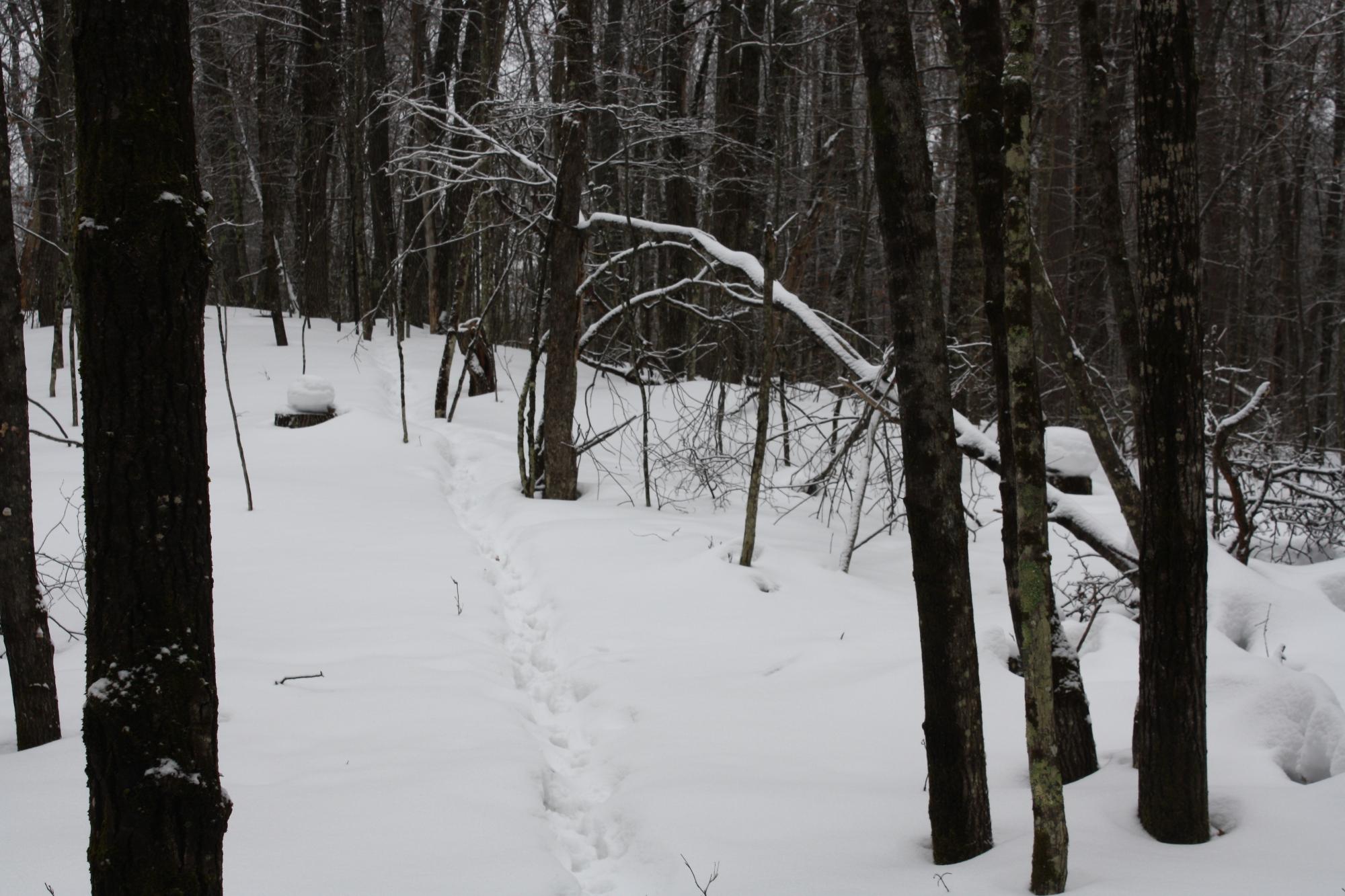 River Property Property ON West Rapids Rd Photo 38