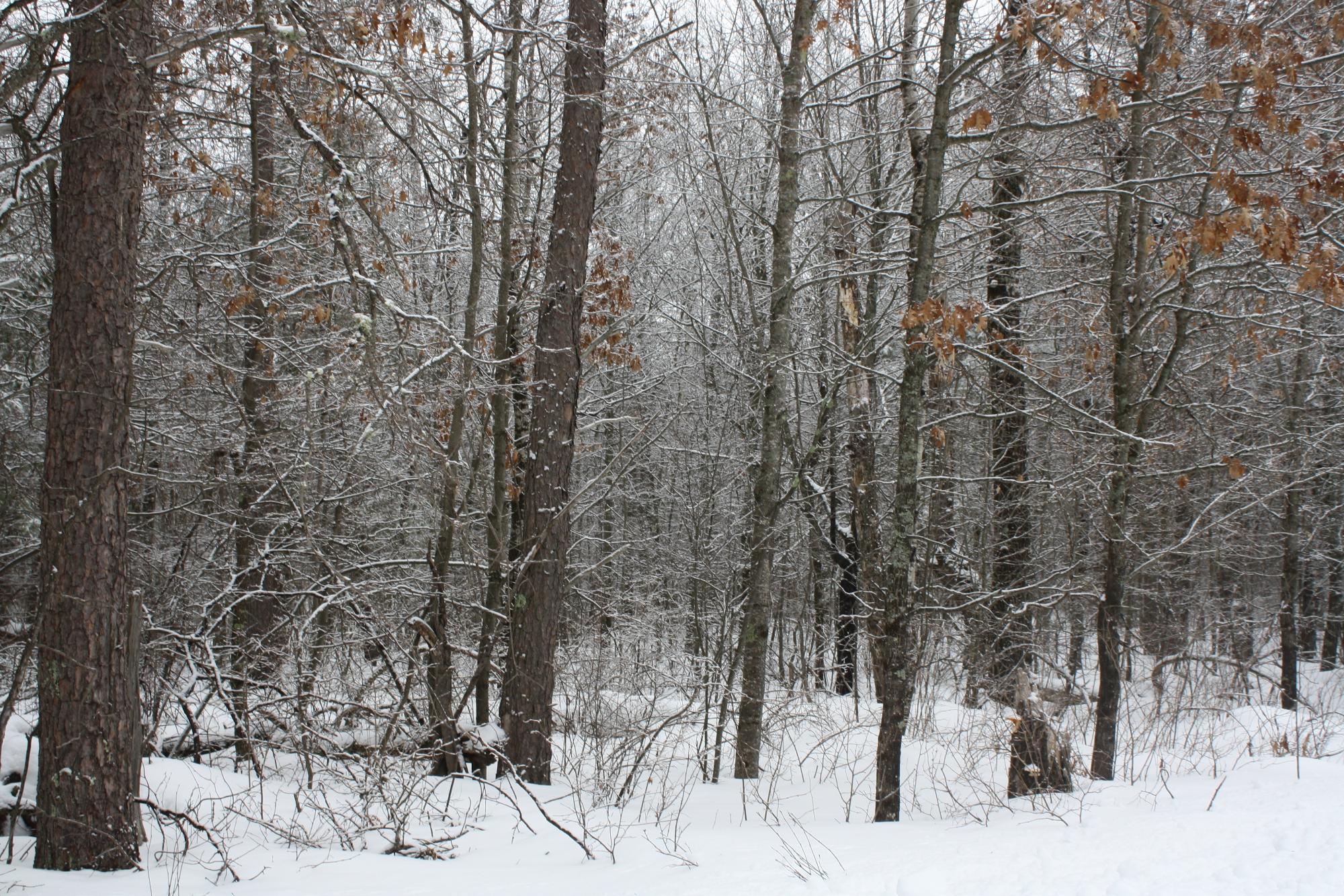 River Property Property ON West Rapids Rd Photo 39