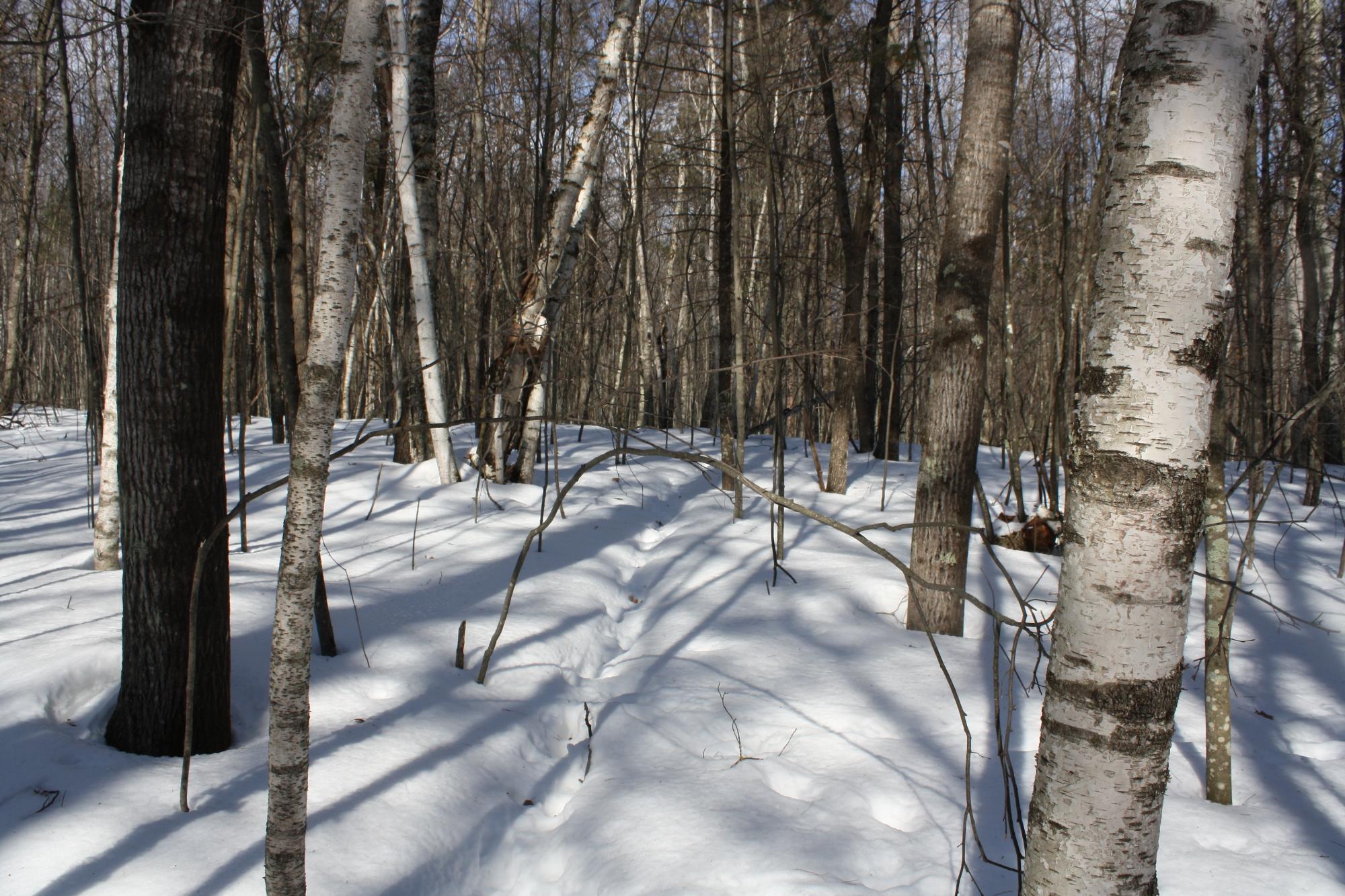 River Property Property ON West Rapids Rd Photo 4