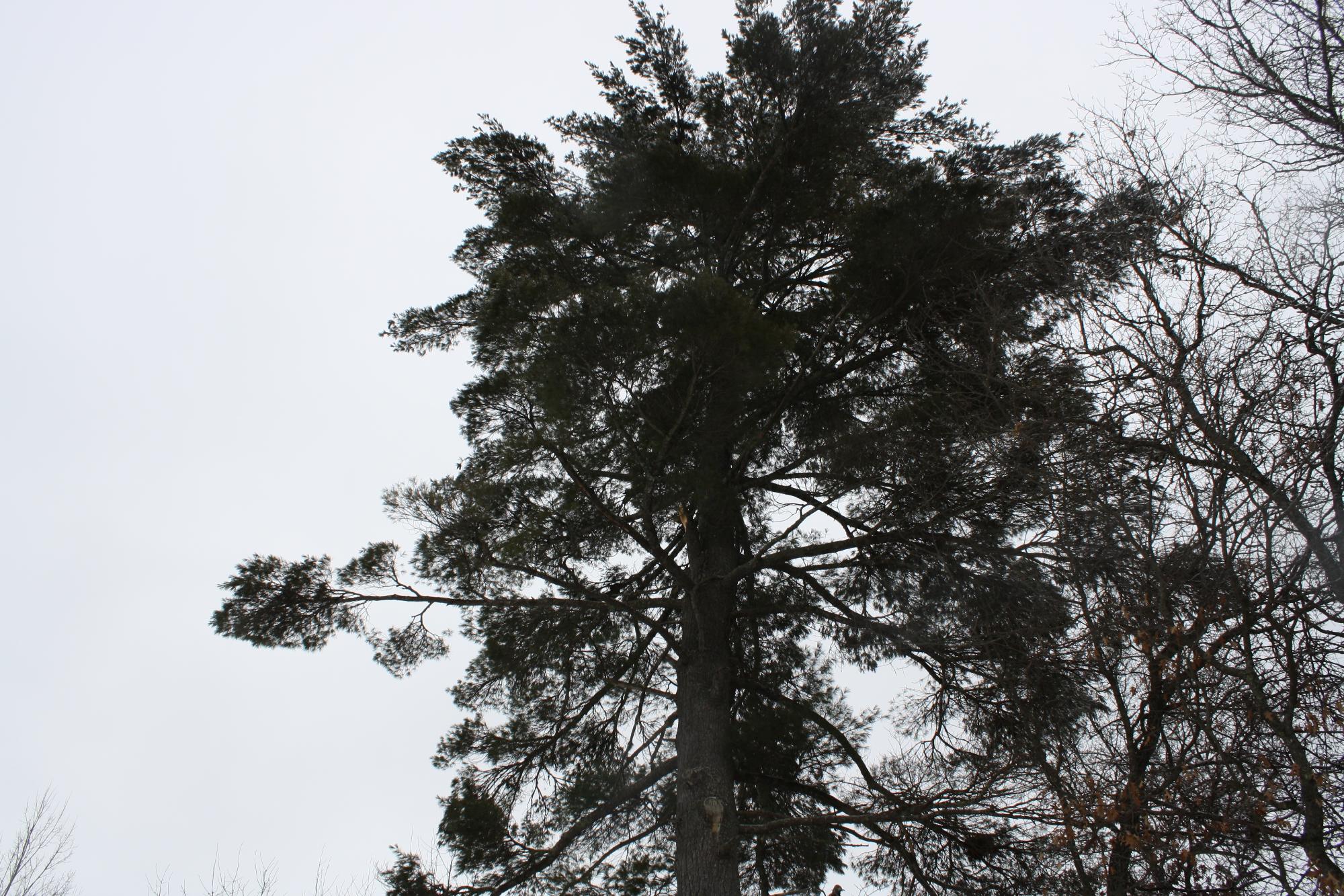 River Property Property ON West Rapids Rd Photo 41