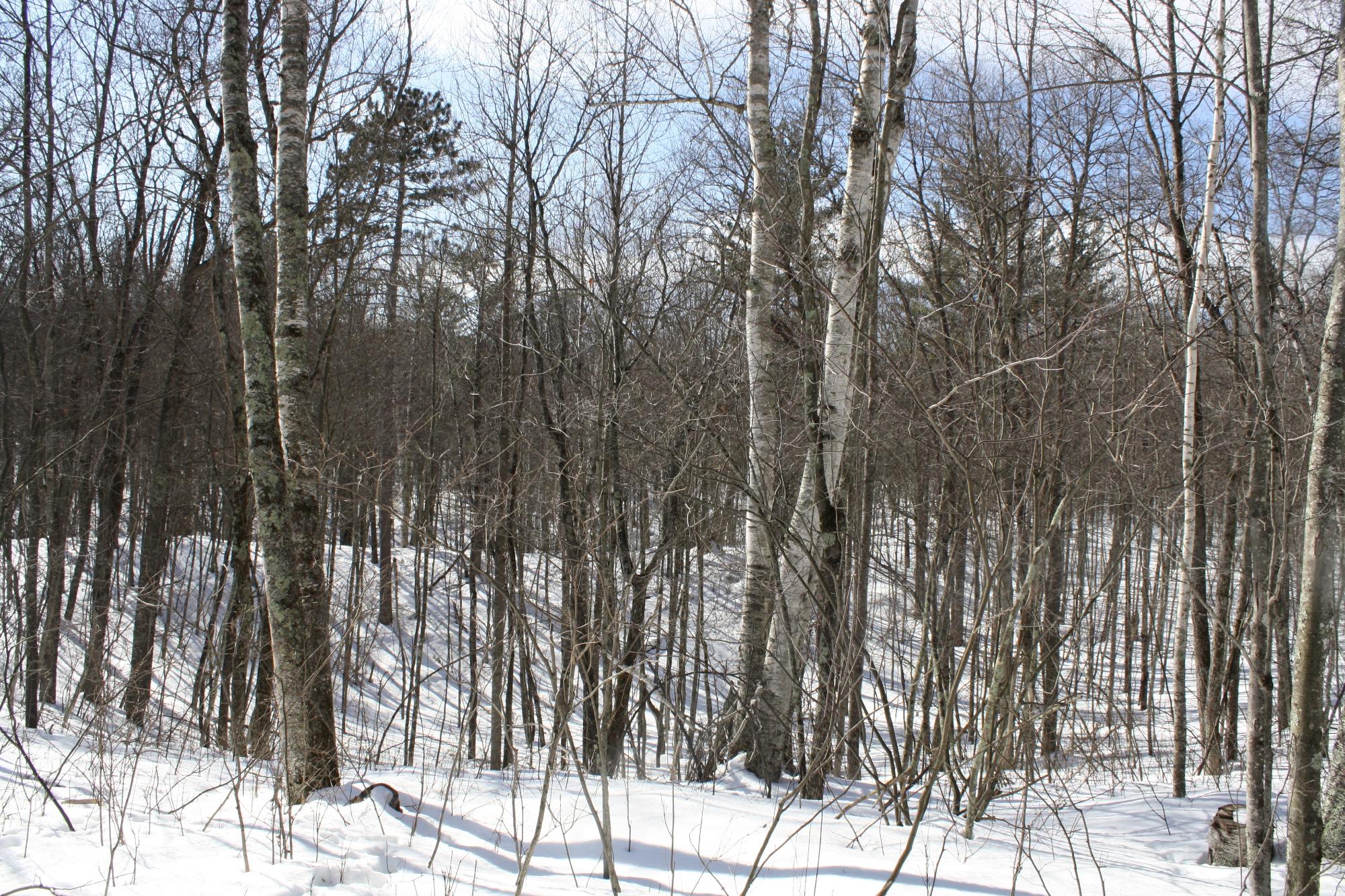 River Property Property ON West Rapids Rd Photo 47