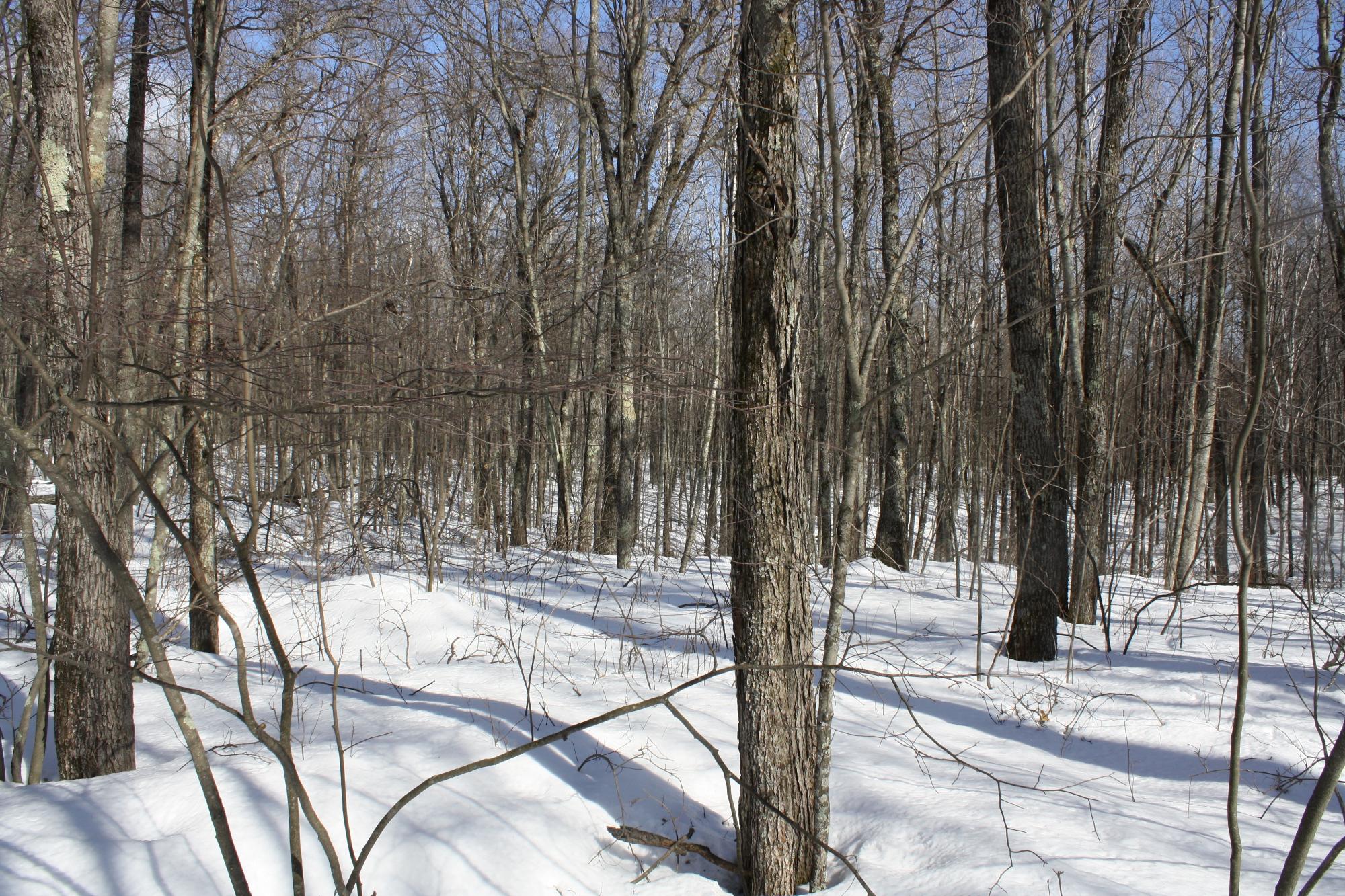 River Property Property ON West Rapids Rd Photo 48