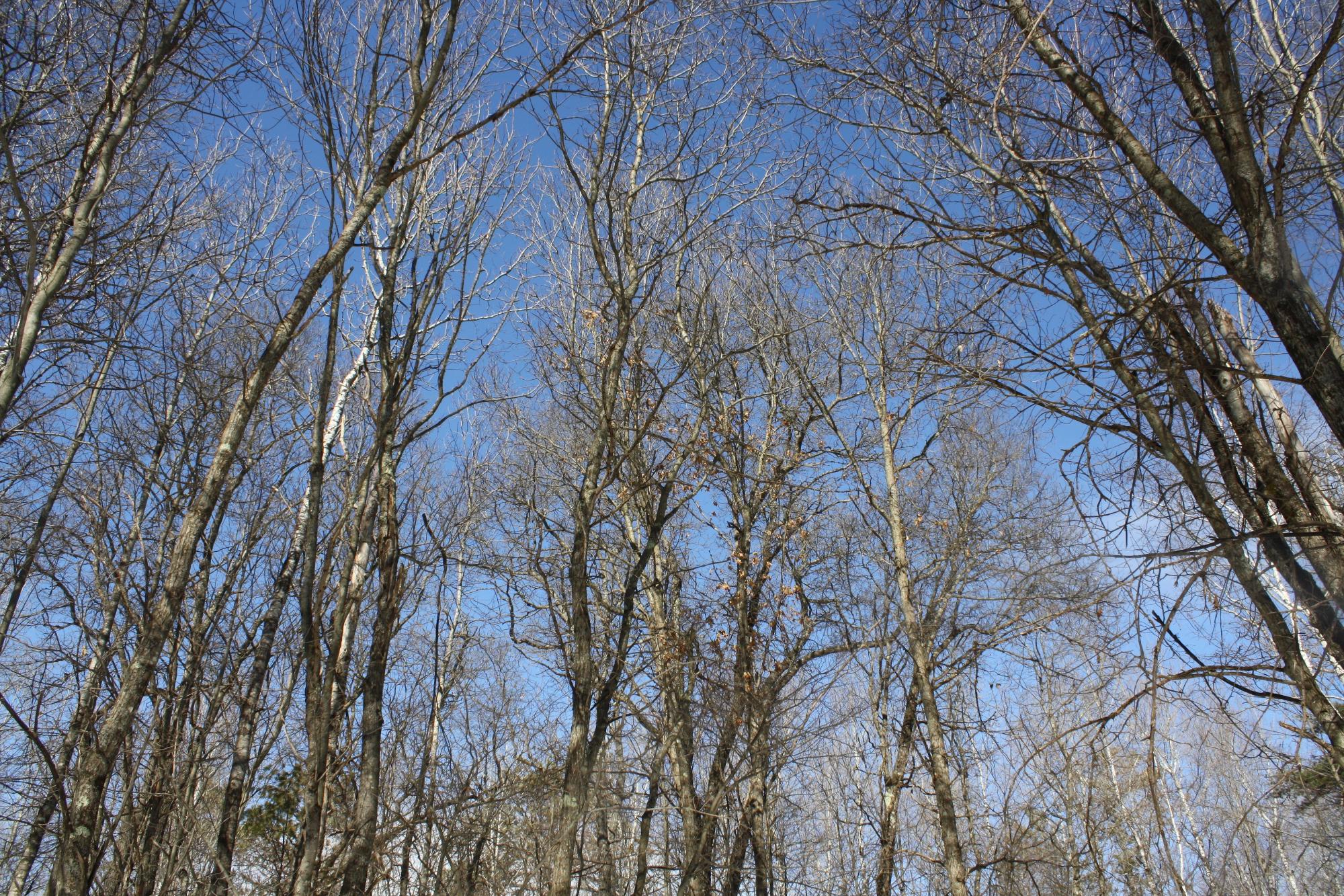 River Property Property ON West Rapids Rd Photo 53