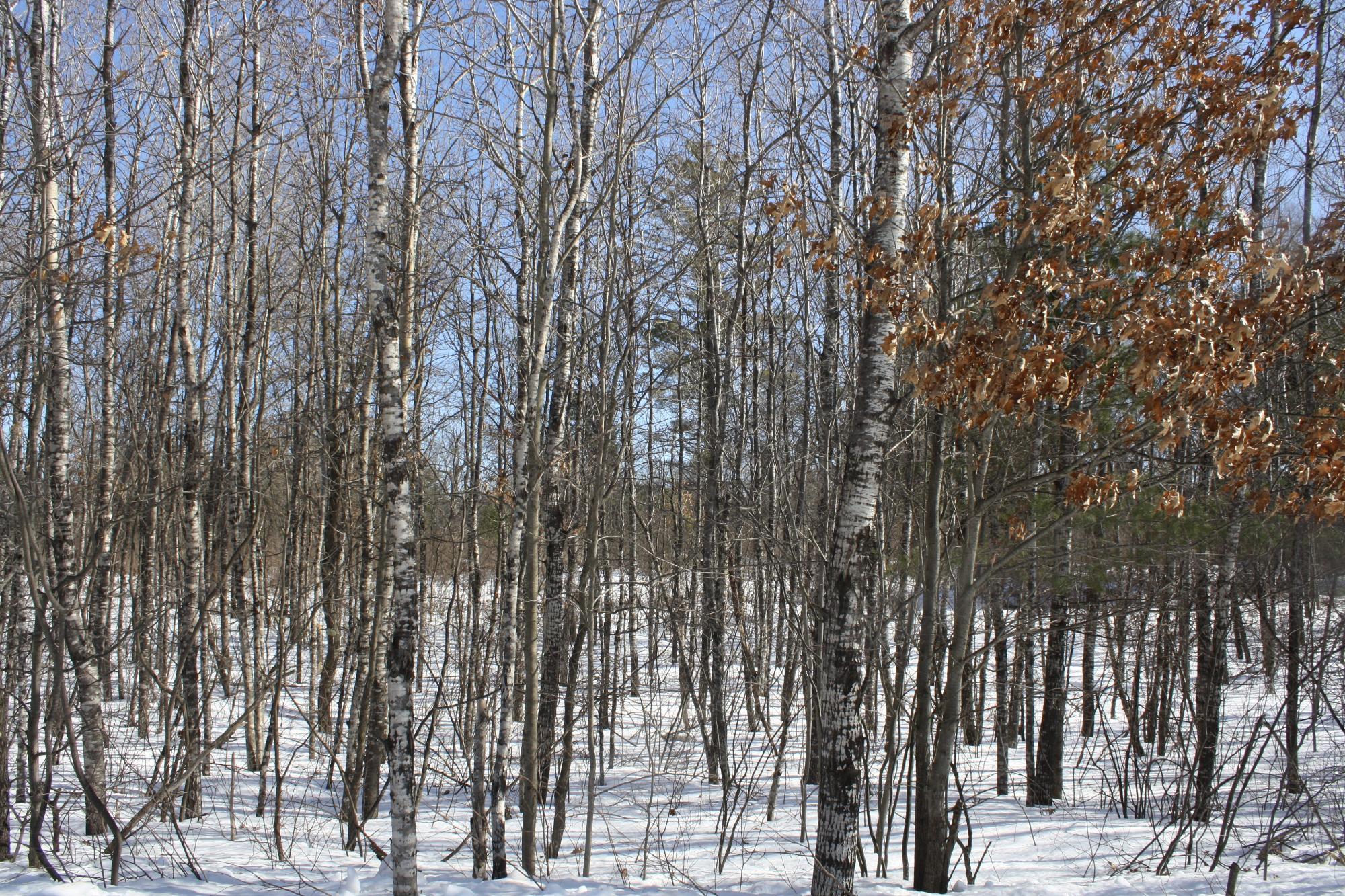 River Property Property ON West Rapids Rd Photo 7