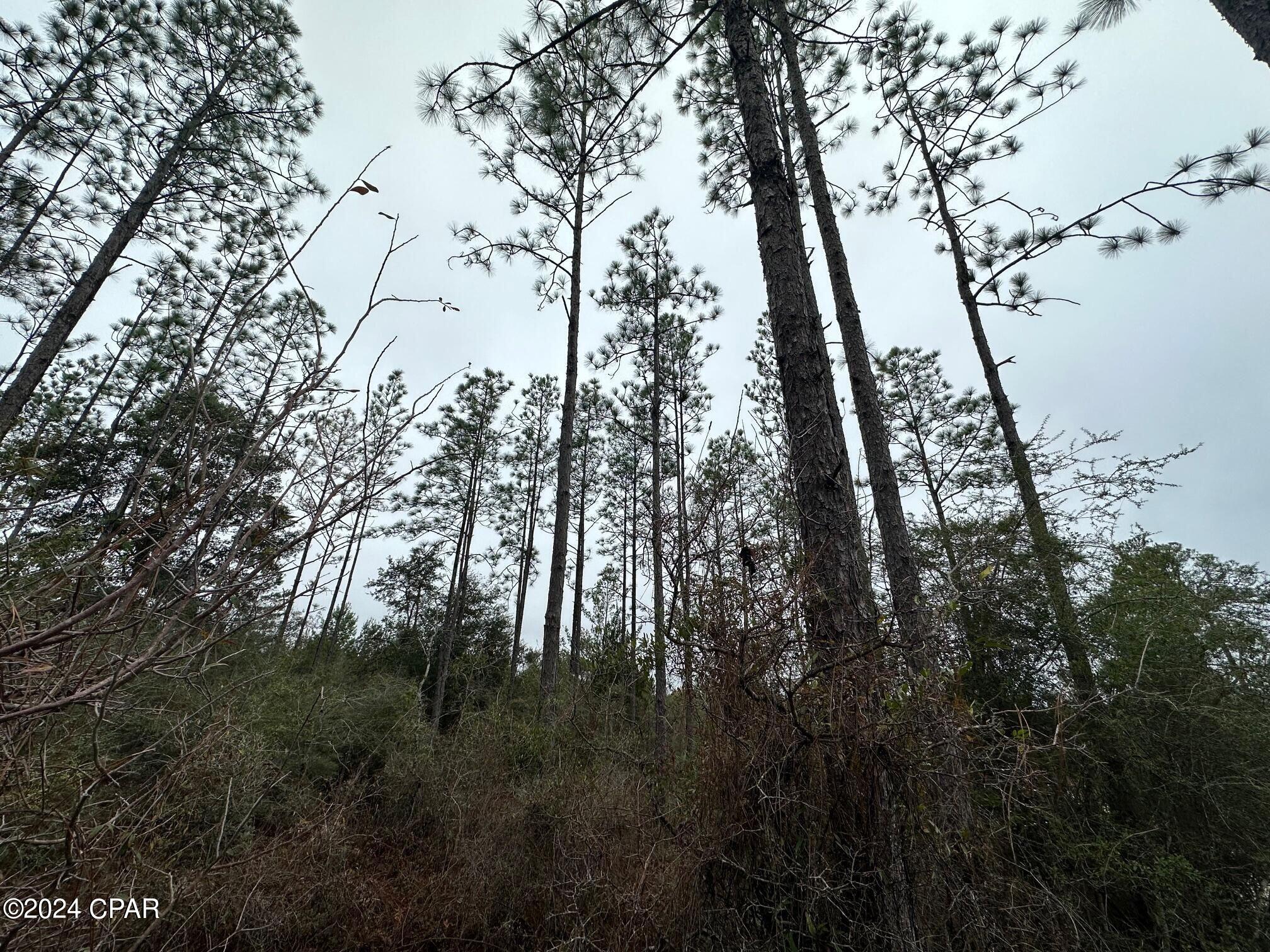 Image 5 For Tract 6418 Mattox Springs Road 1