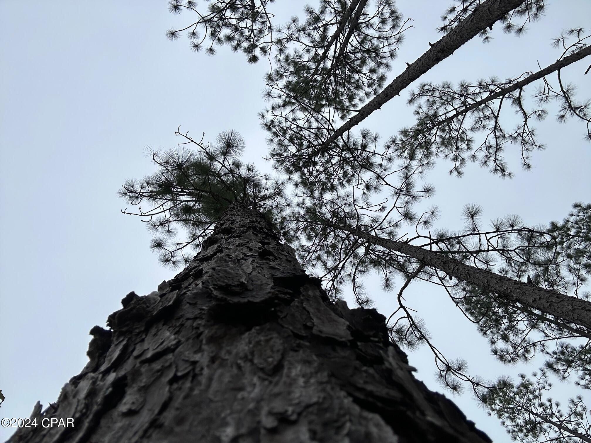 Image 6 For Tract 6418 Mattox Springs Road 1