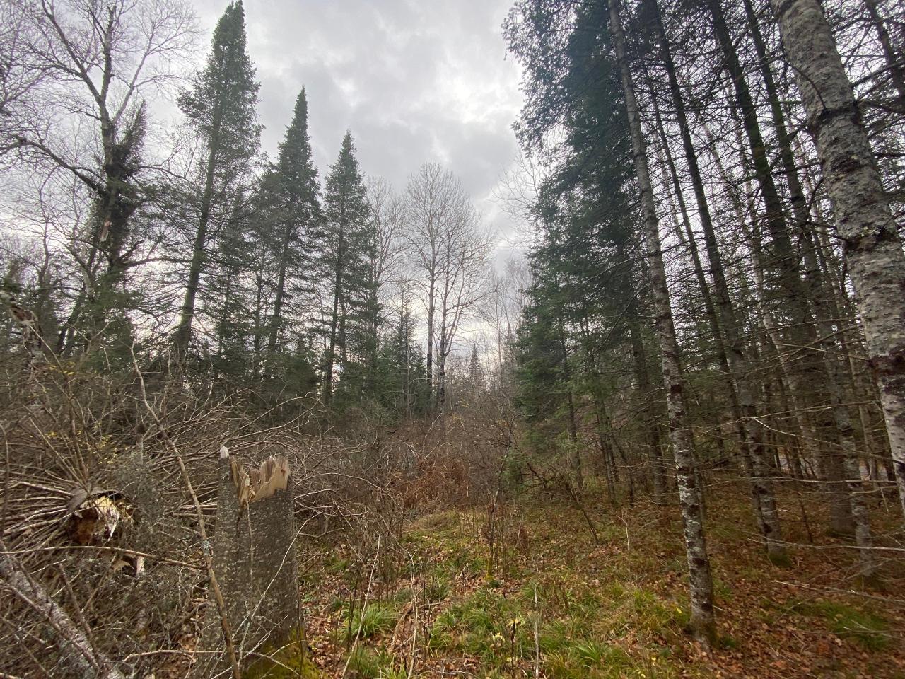 Twin Island Lake Property 0000 Birch Point Ln Photo 13