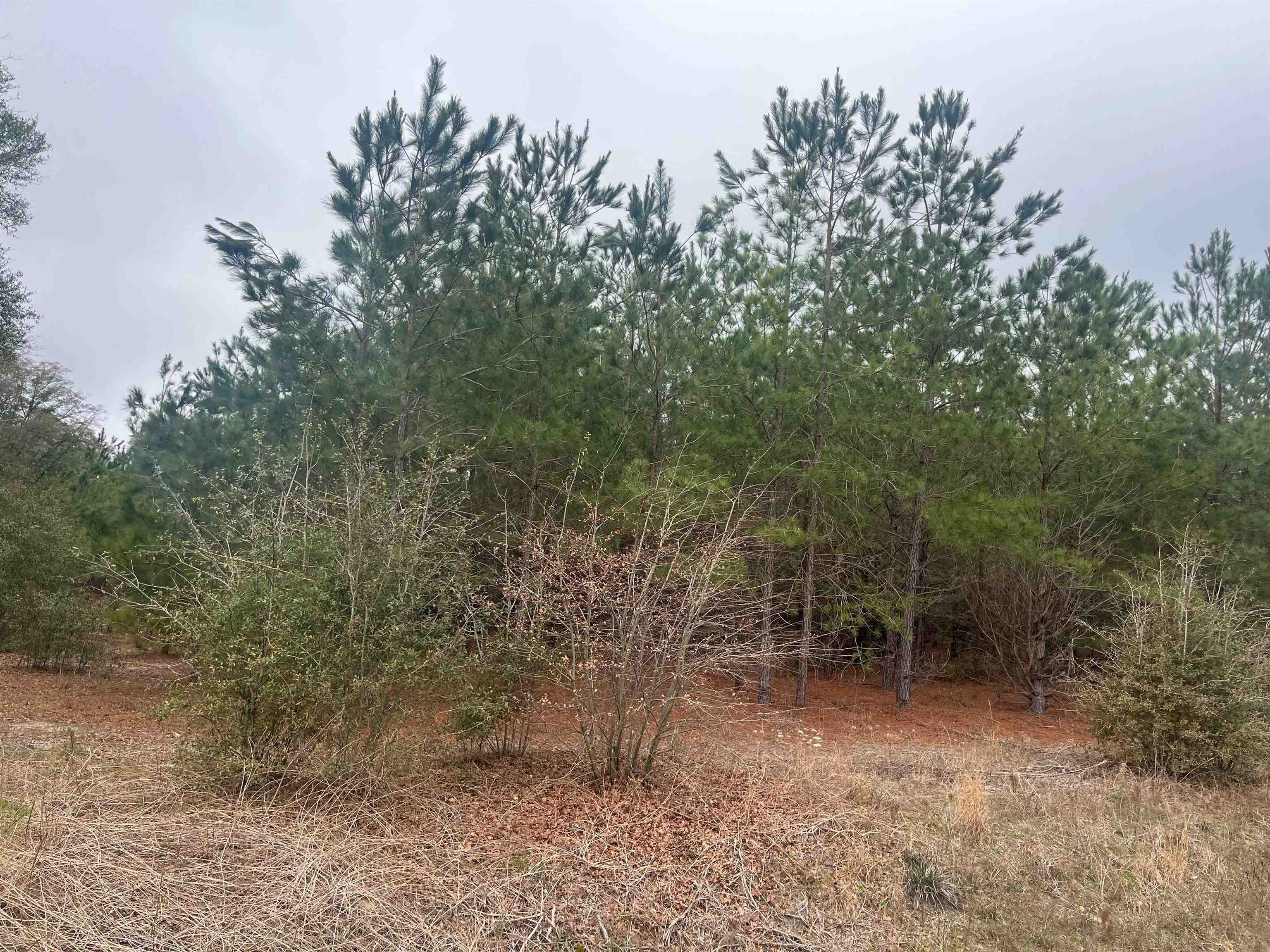 S Highway 38 Blenheim, SC 29516